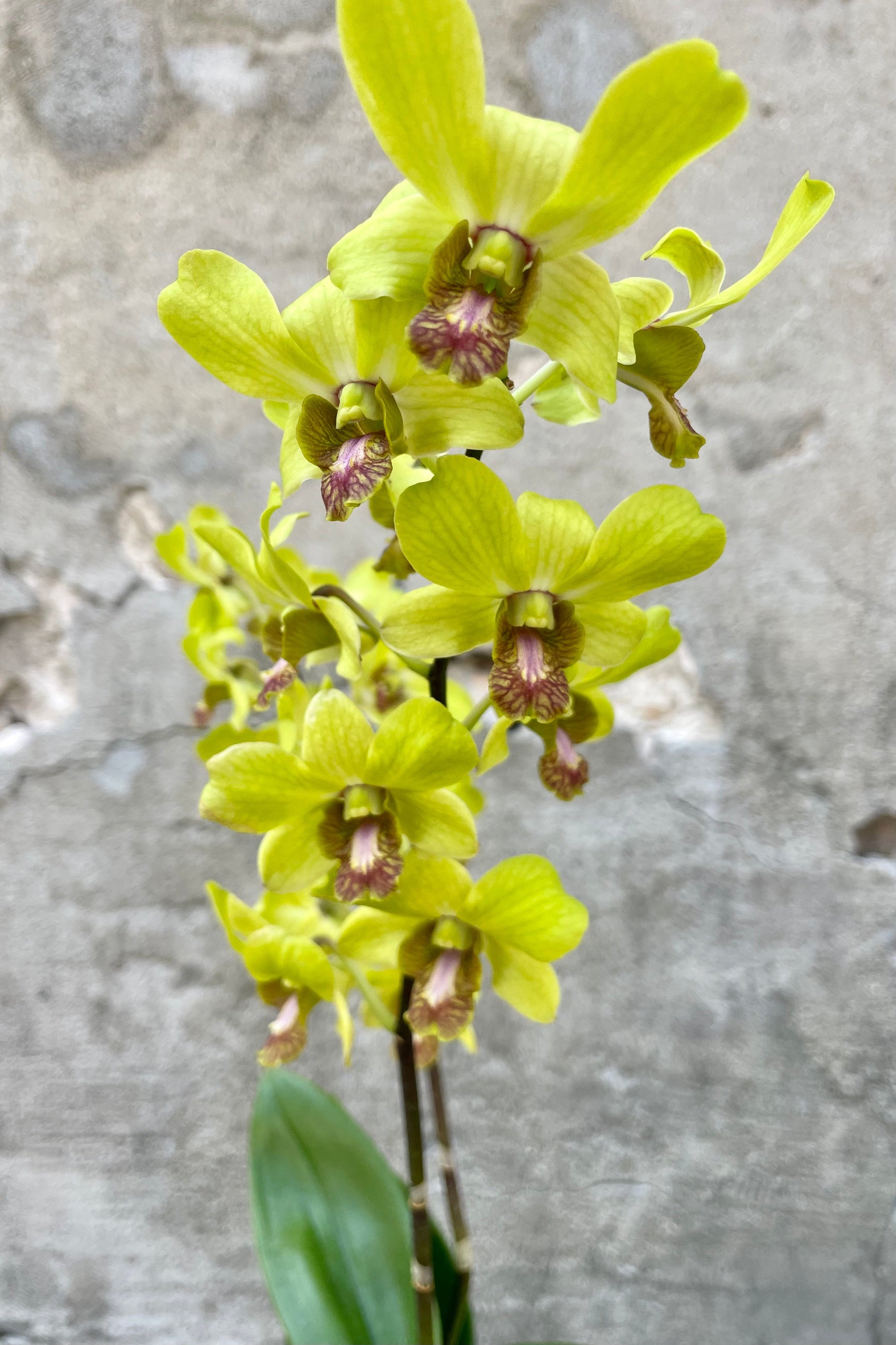 Close up photo of Dendrobium orchid flowers against a cement wall.