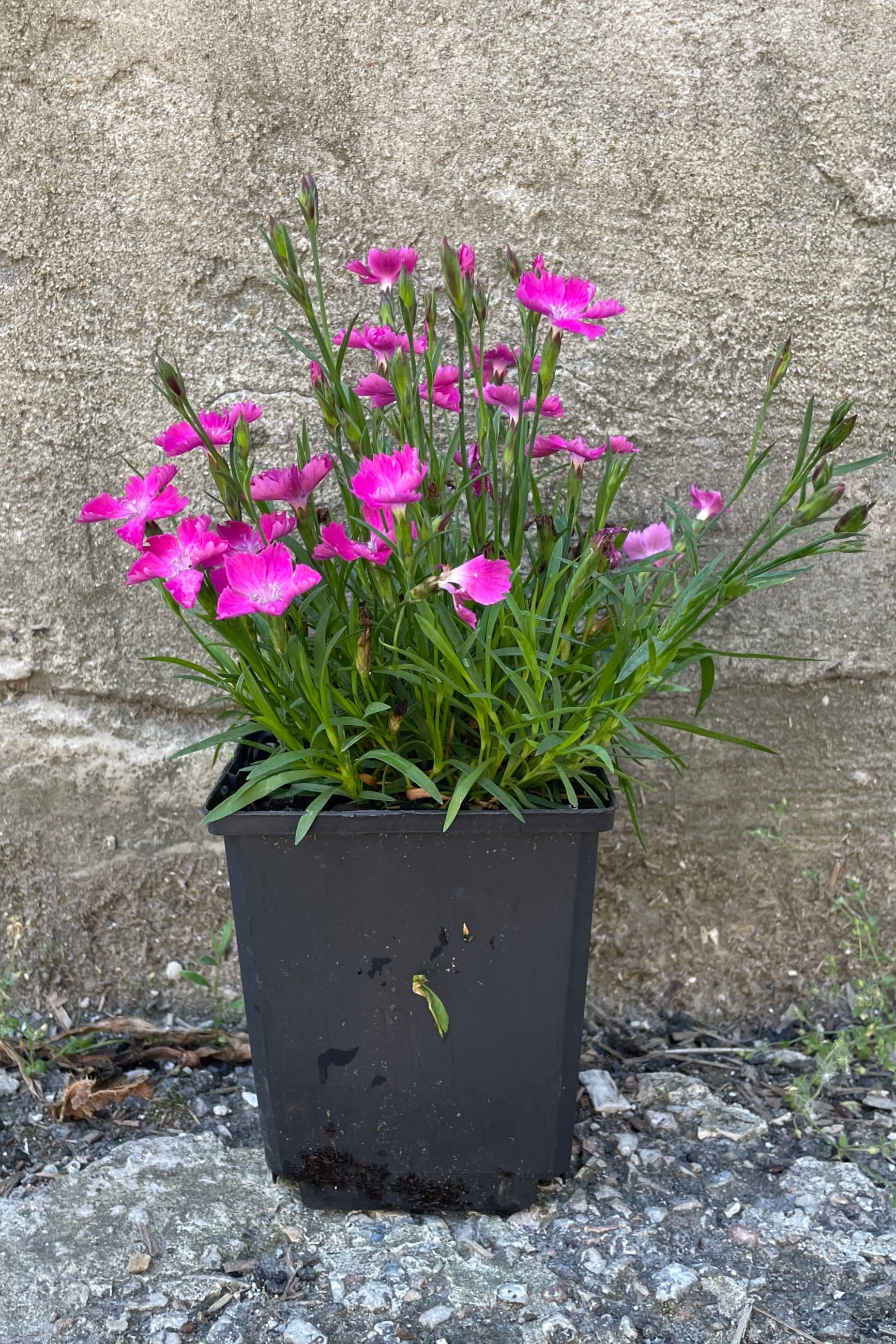 Dianthus 'Beauties Kahori' in a quart growers pot the end of may in bloom.  ©Sprout Home