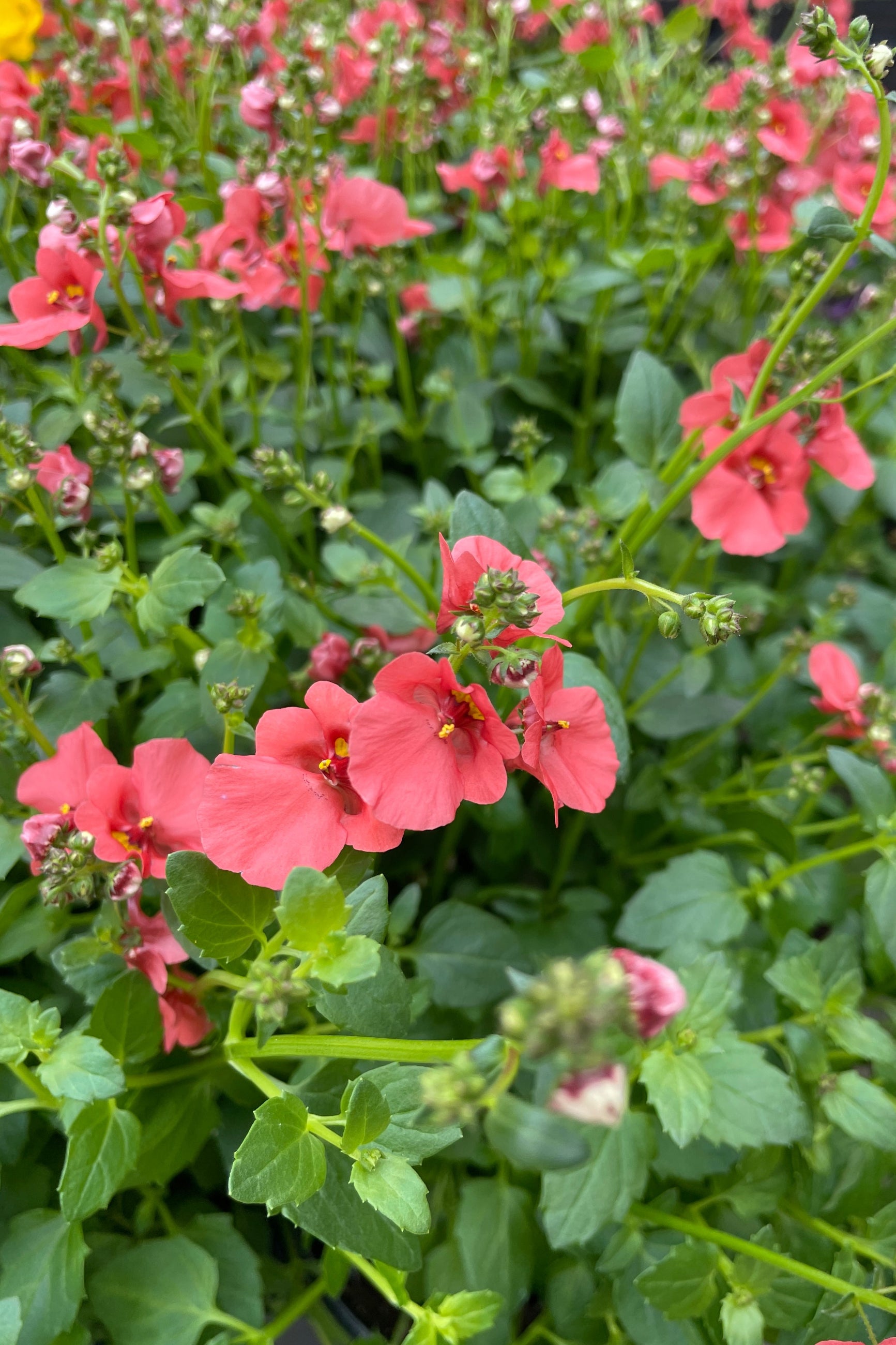 the salmon colored flowers up close of the Diascia 'Darla Deep Salmon' annual in the Sprout-home yard.  ©Sprout Home