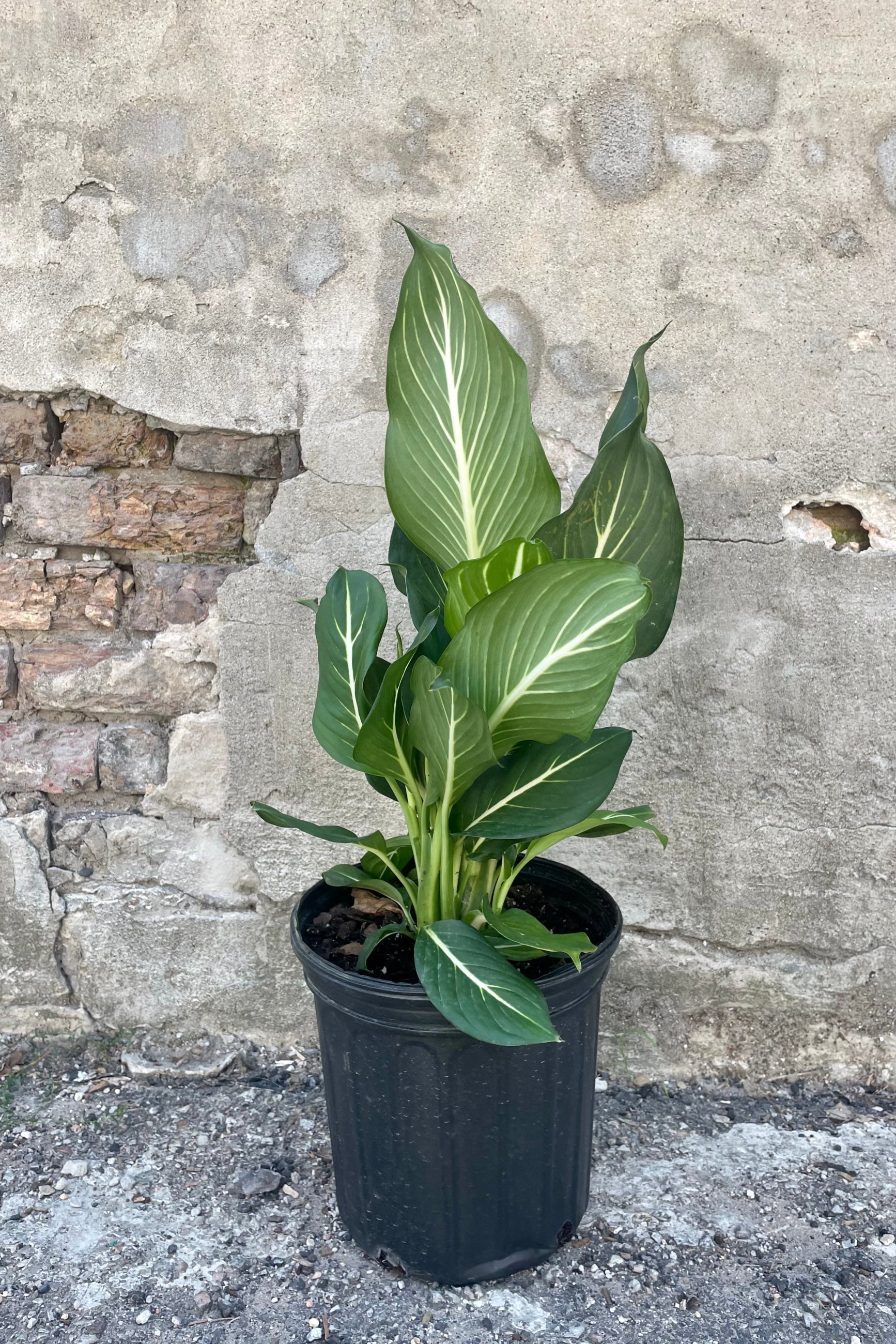 Photo of Dieffenbachia 'sterling' plant with wide green leaves with white veins against a concrete wall
