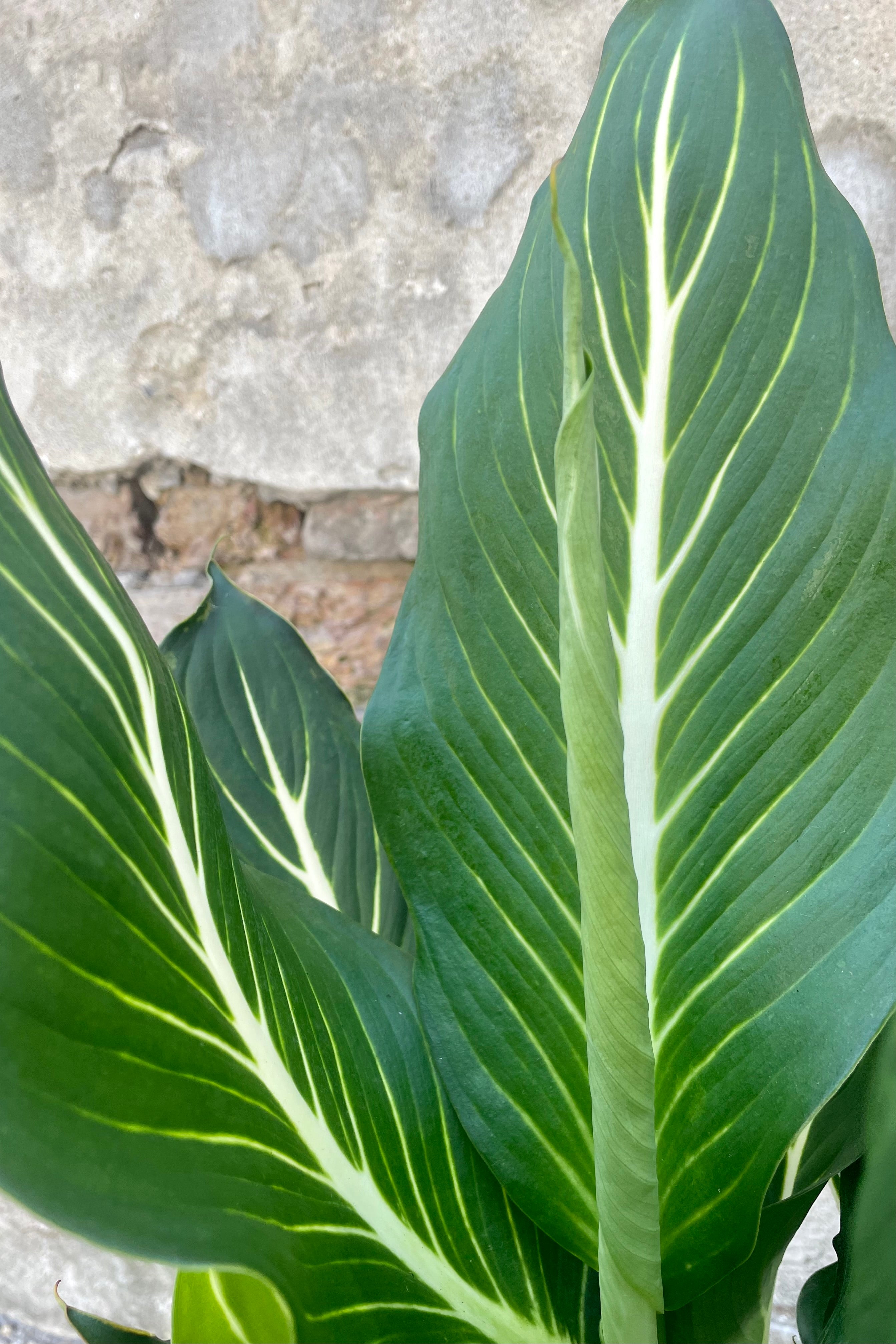Detail photo of broad green leaf with white veins of Dieffenbachia 'sterling' plant
