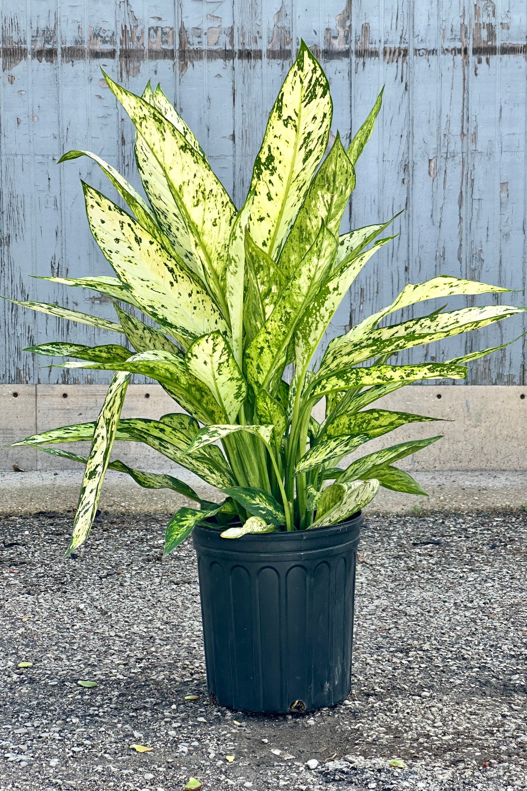 Dieffenbachia 'Vesuvius' in a 10" growers pot standing tall with its cream and green leaves at Sprout-home
