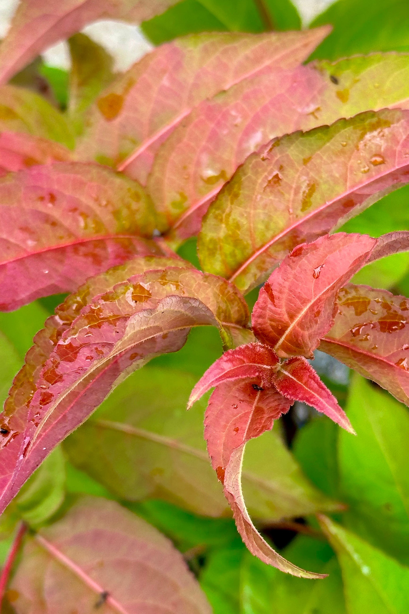 Diervilla 'Firefly' ovate to lance shaped leaves the middle of June starting to show red coloration.  ©Sprout Home 