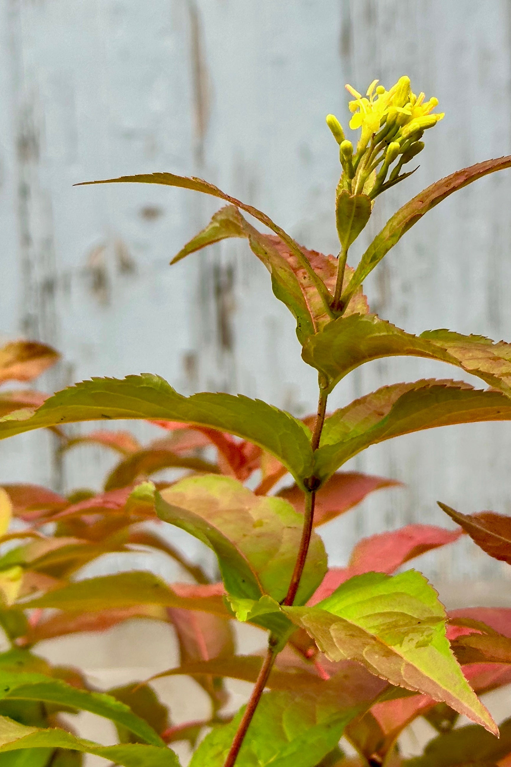 Detail of the leaves and yellow bloom mid to late June on the Diervilla 'Firefly'  ©Sprout Home 