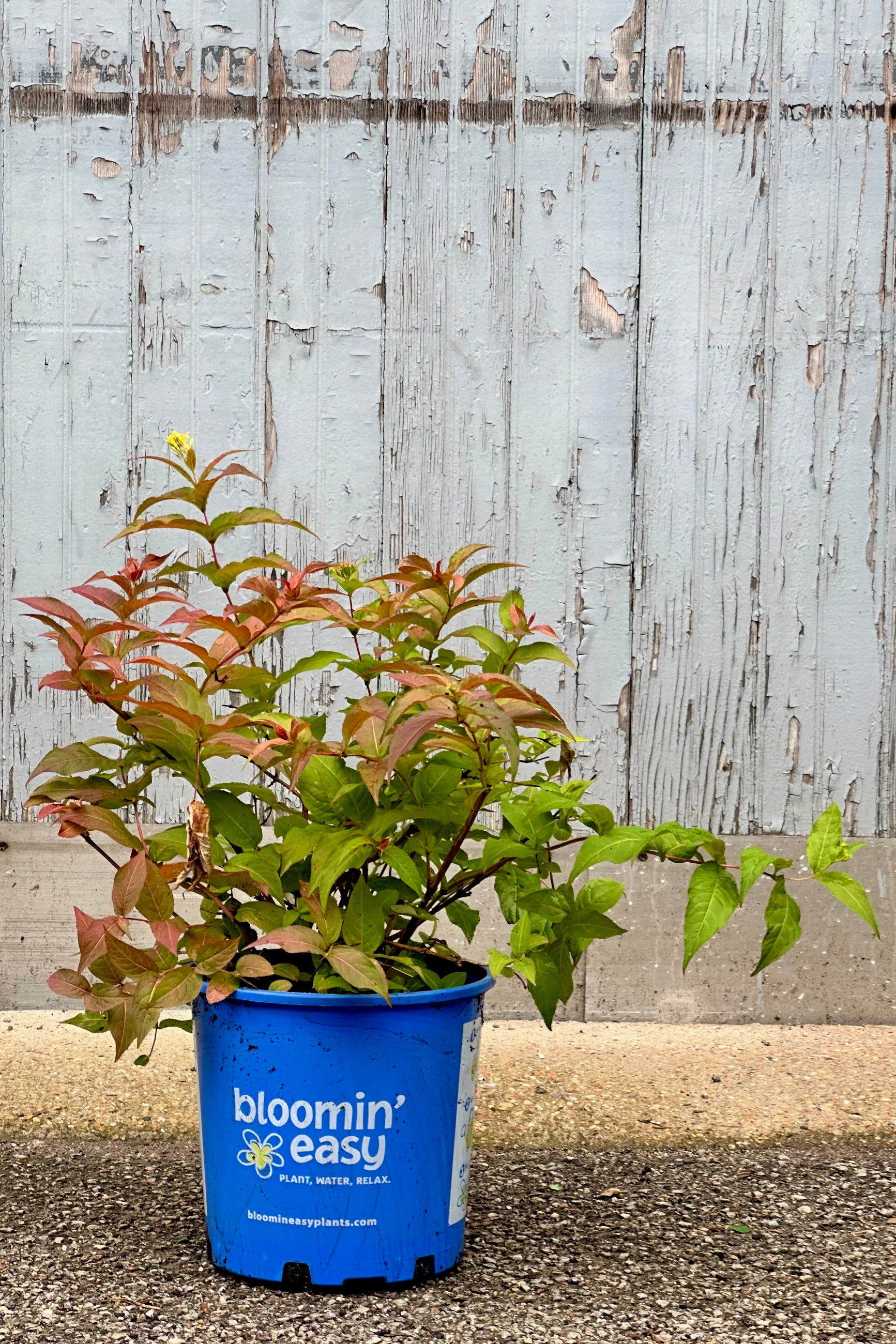 Diervilla 'Firefly' in a #2 growers pot the middle / end of June with a red / orange color starting to show on the green leaves.  ©Sprout Home 