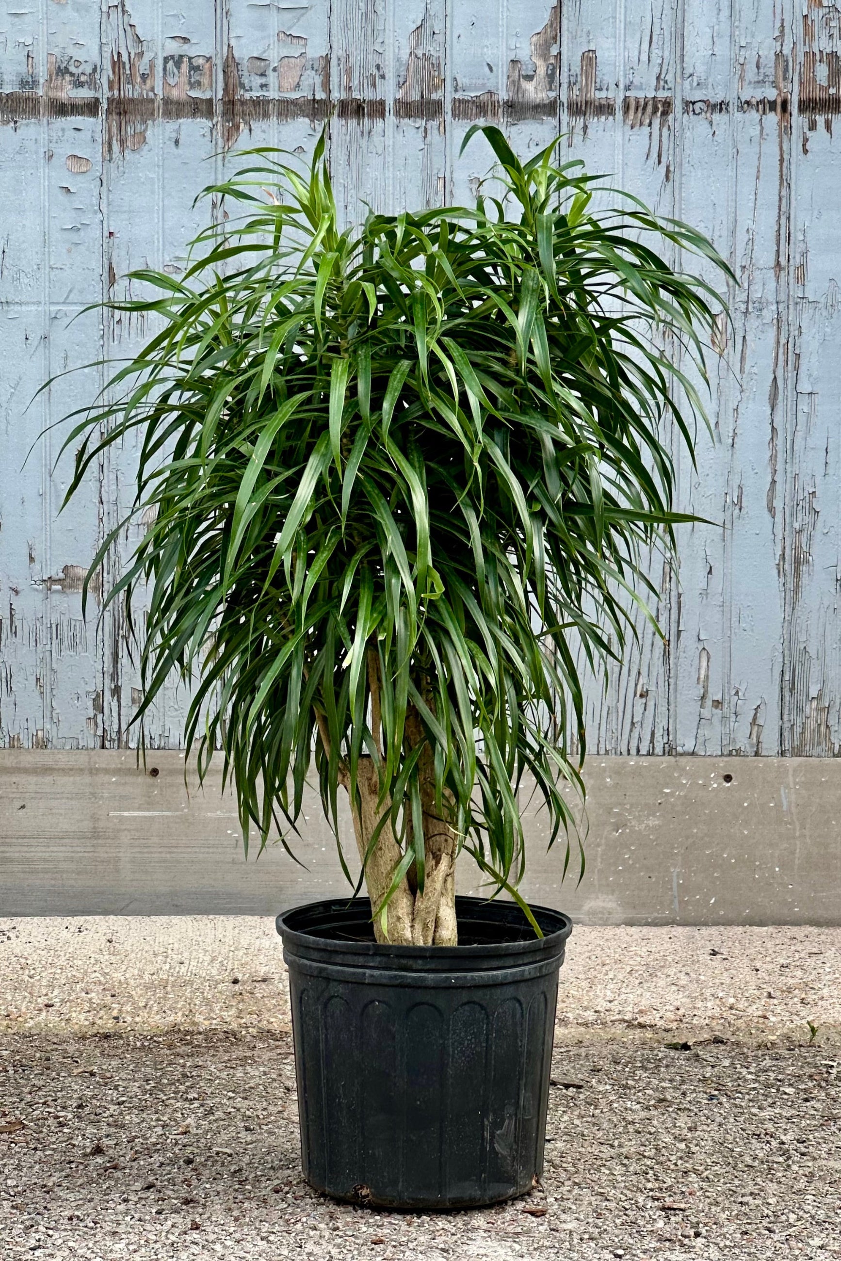 Dracaena 'Anita' in a standard stump form in a 10"growers pot with its shaggy strappy leaves in front of a wood wall. 