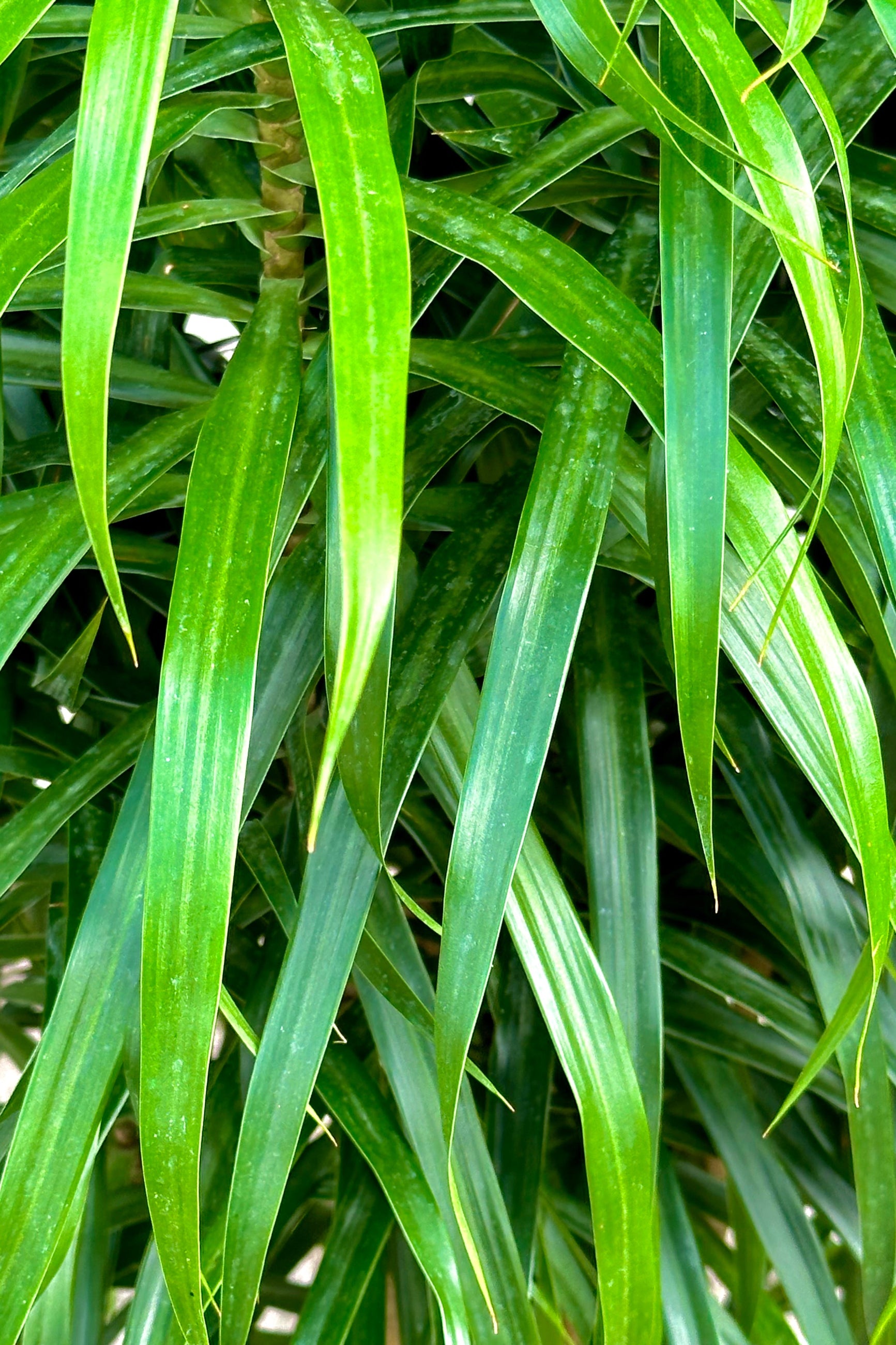 Detail of the Dracaena 'Anita' green strappy leaves