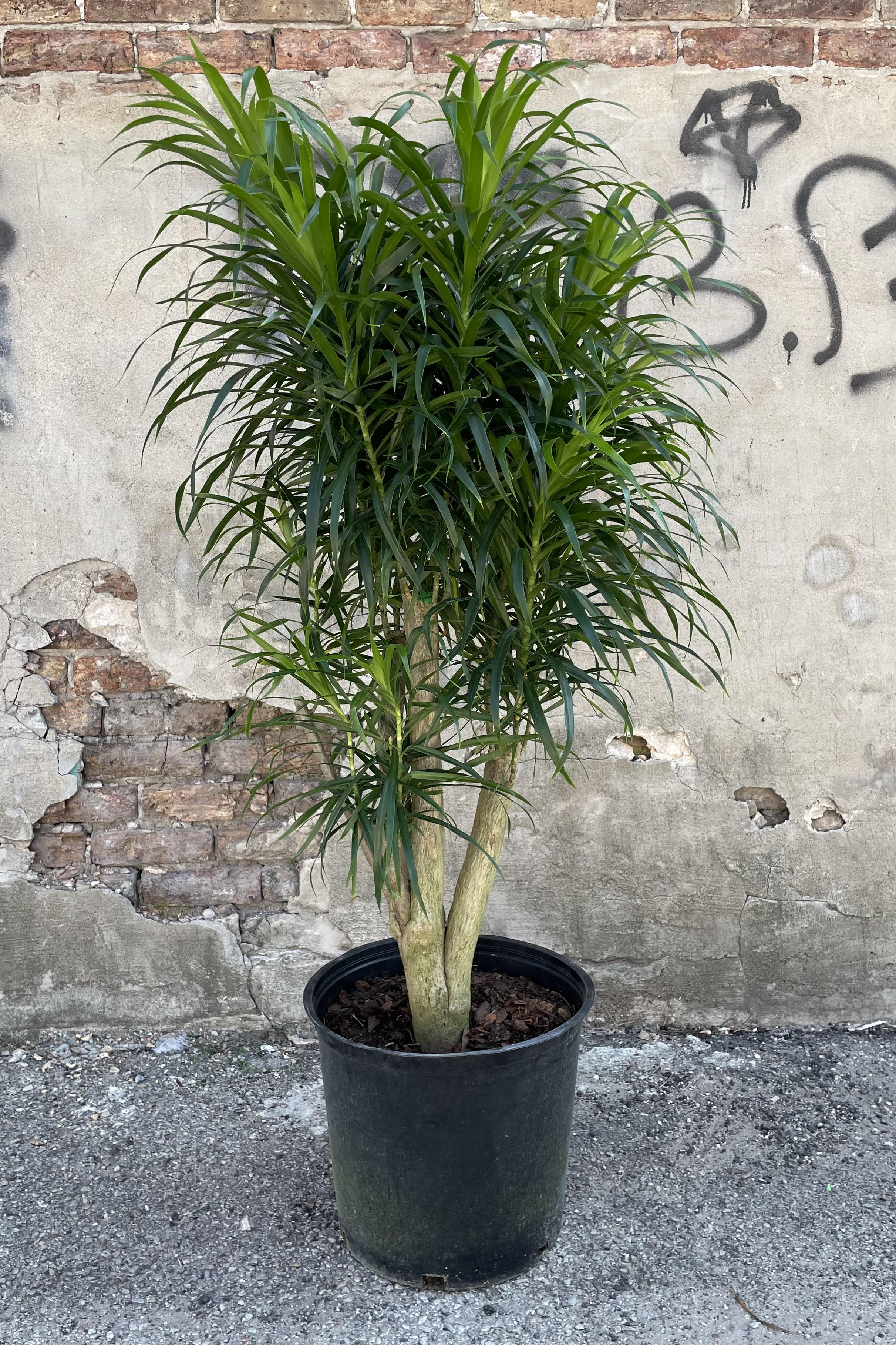 Photo of dark green, narrow leaves of Dracaena 'Anita' plant shown against a cement and brick wall.