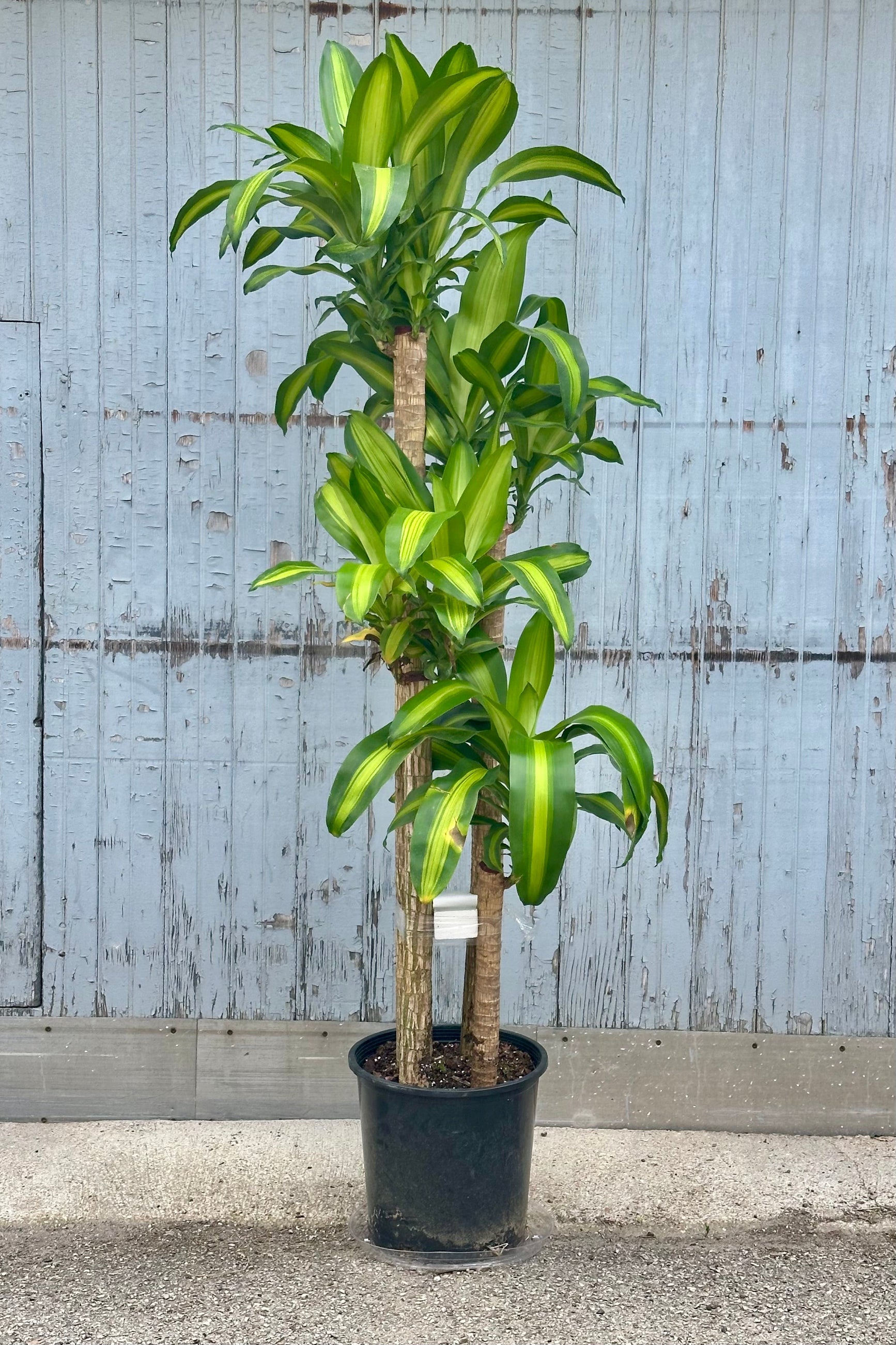 Dracaena fragrans 'Massangeana' staggered cane in a 14" growers pot with its green and chartreuse striped strappy leaves. 