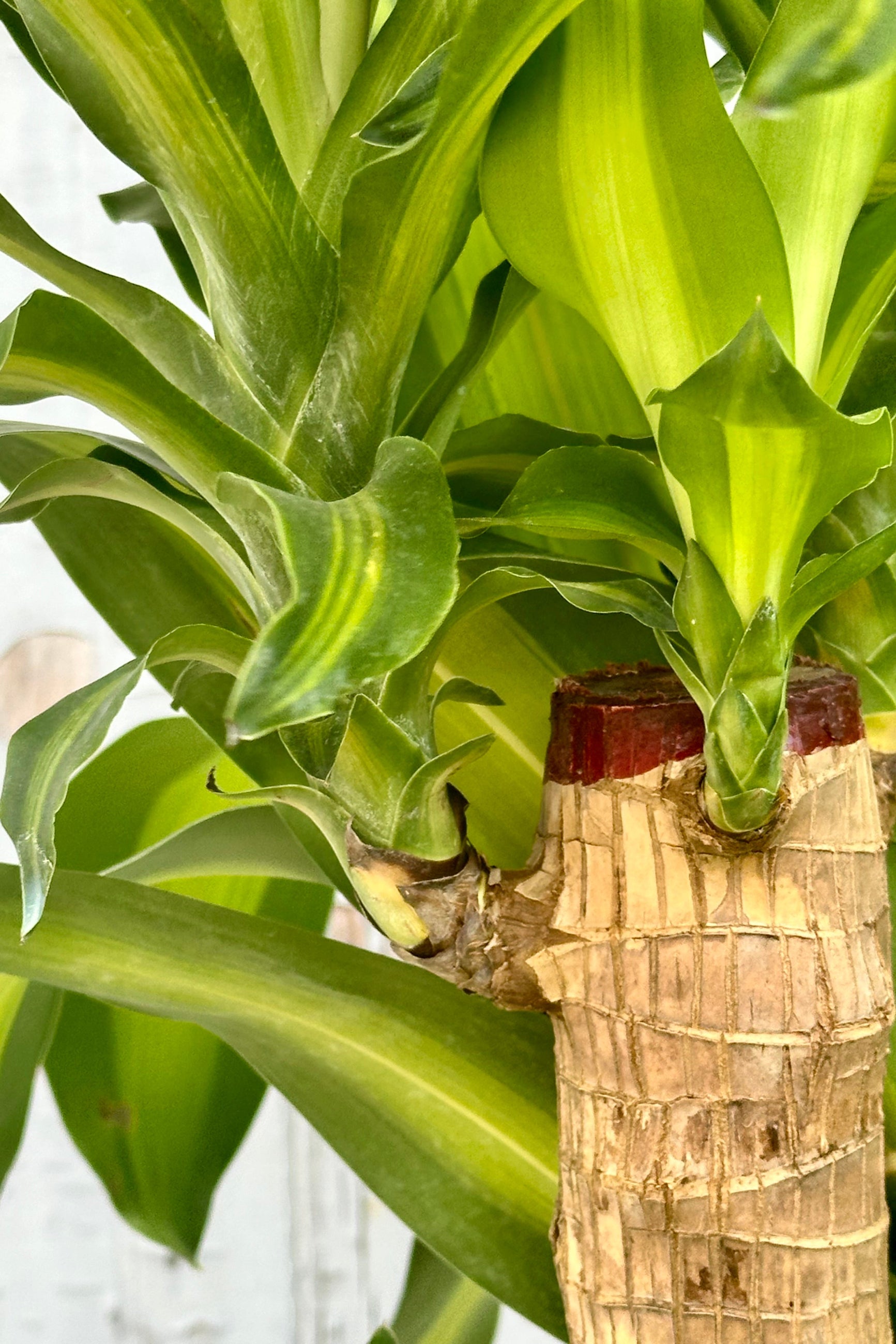 Detail of the brown stalk stump and green striped leaves of the Dracaena 'Massangeana' at Sprout-home. 