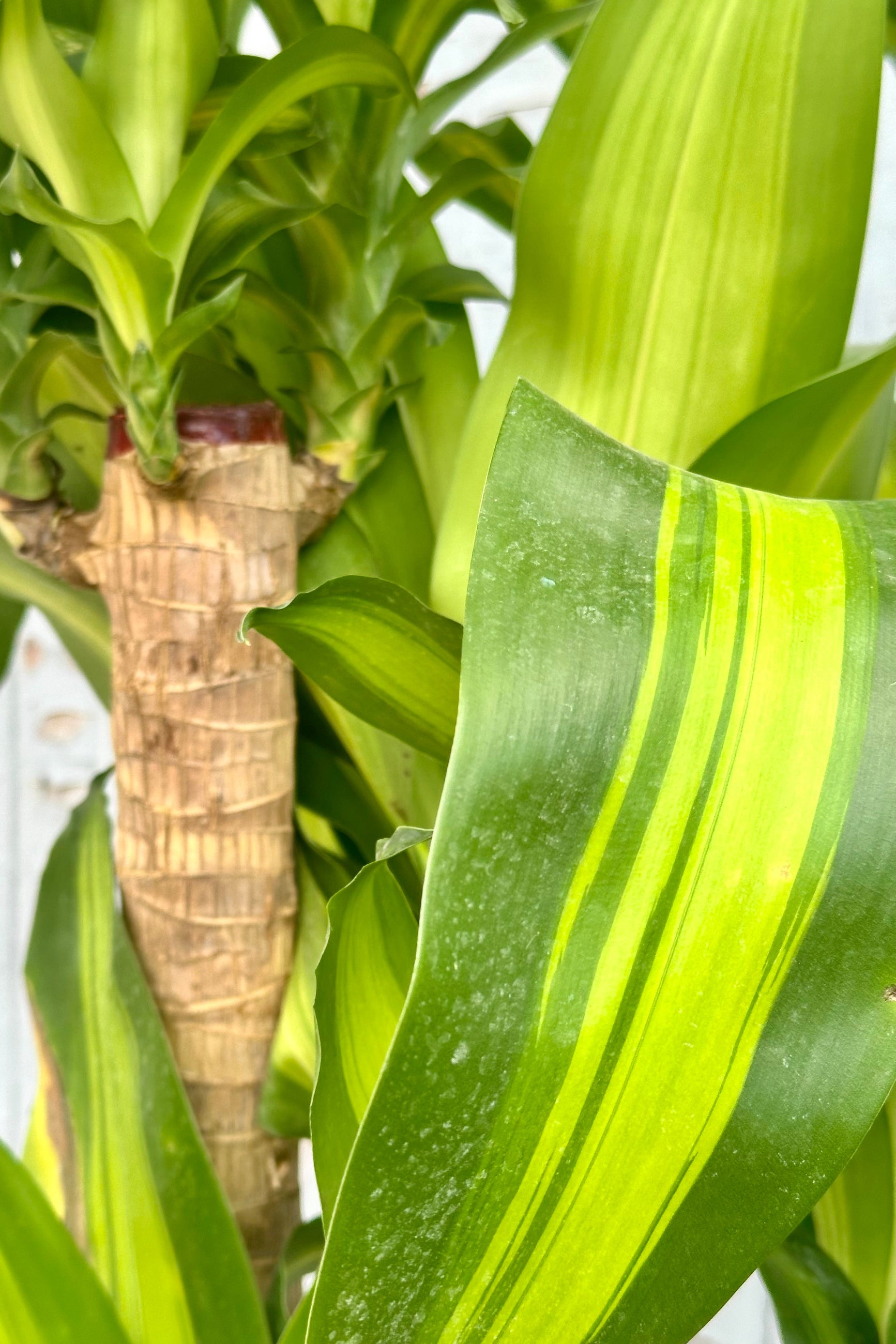 detail of the Dracanea 'Massangeana' striped leaves and brown trunk.