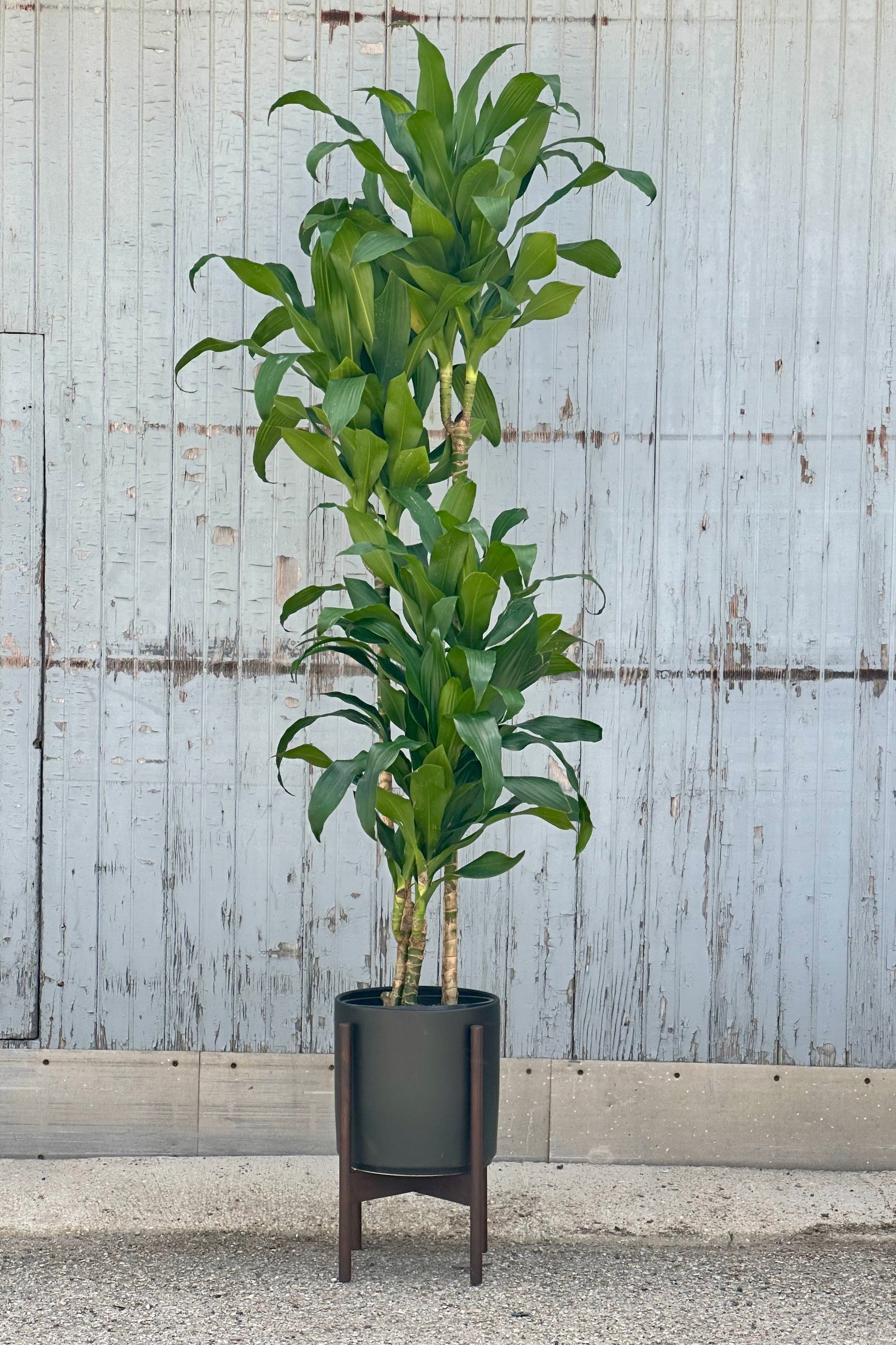 Dracaena deremensis 'Hawaii Girl' in a #3 growers pot inside of a black LBE pot with stand. 