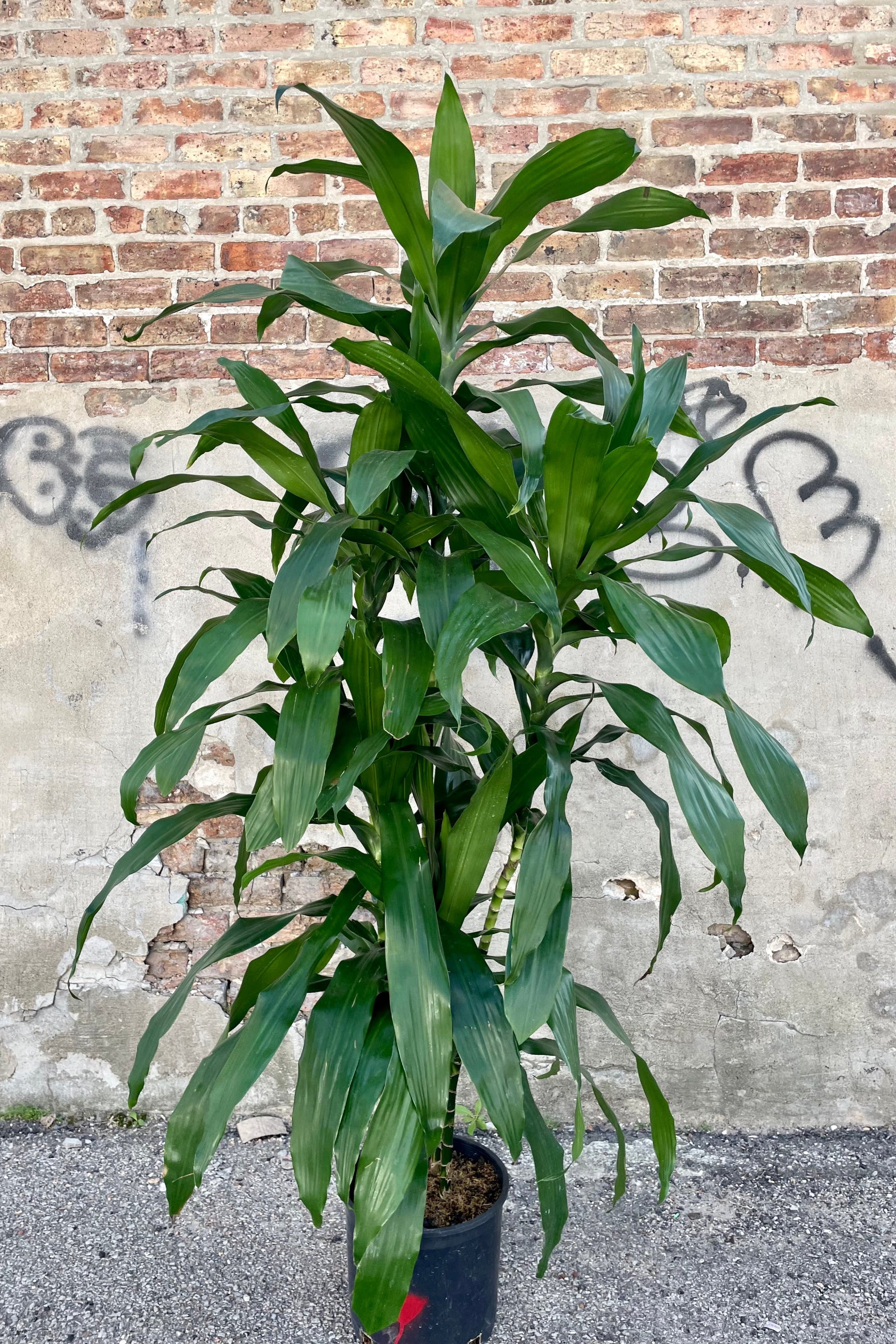 Photo of dark green long leaves of Dracaena 'Janet Craig' in a black pot against a cement and brick wall.