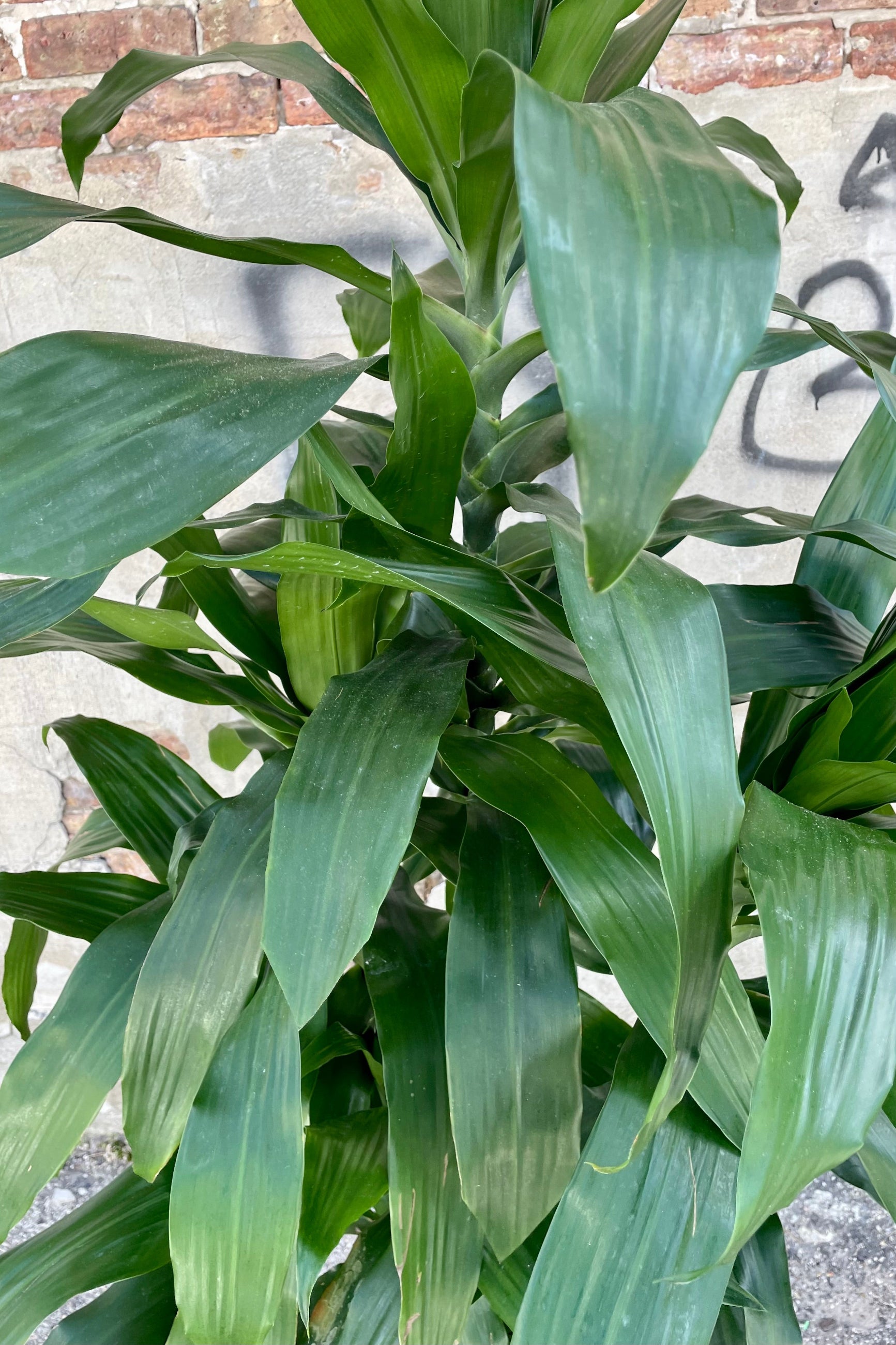 Close photo of dark green leaves of Dracaena 'Janet Craig'