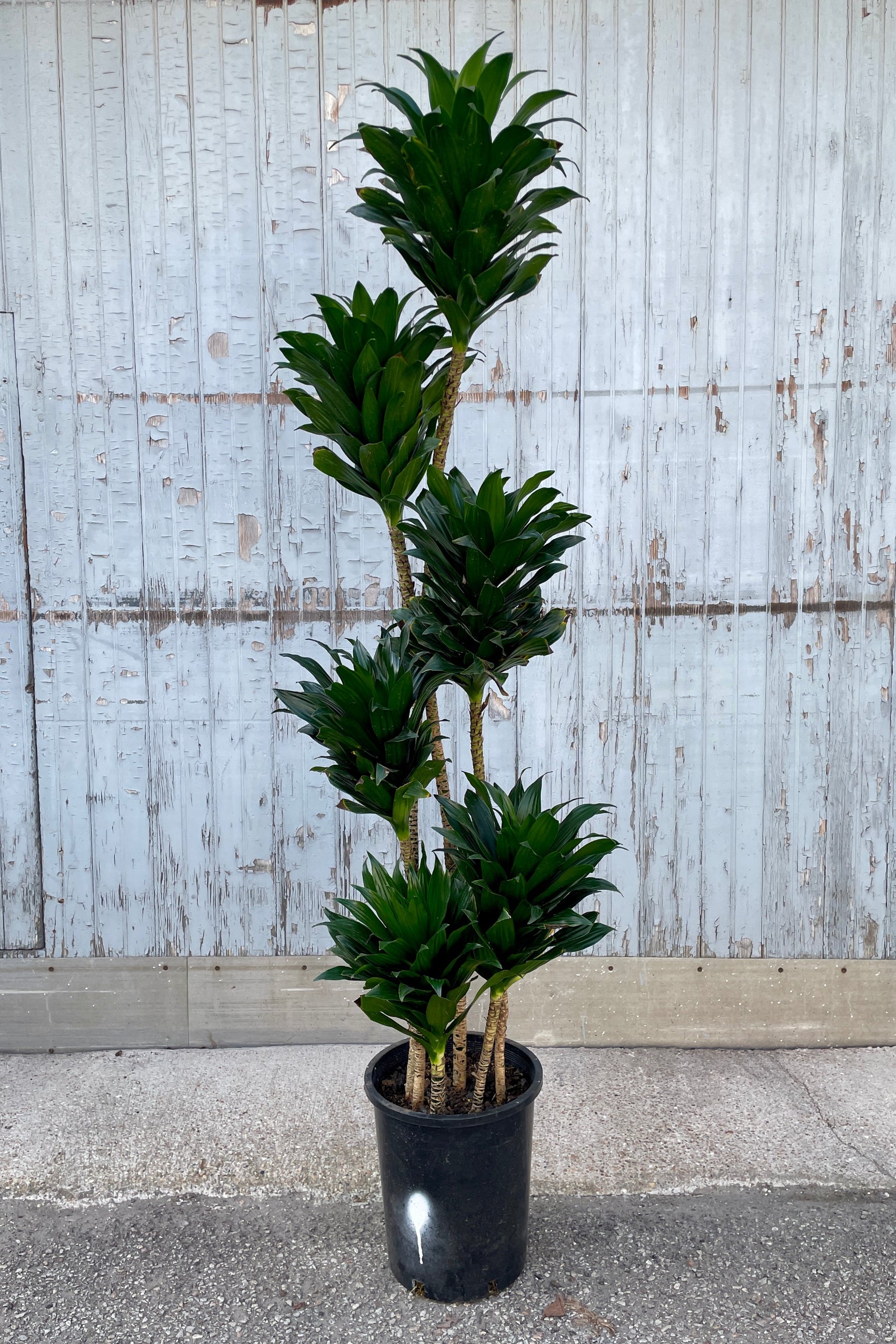 Dracaena 'Janet Craig' compacta in a 5gallon growers pot standing in front of a wooden wall at Sprout-home. 