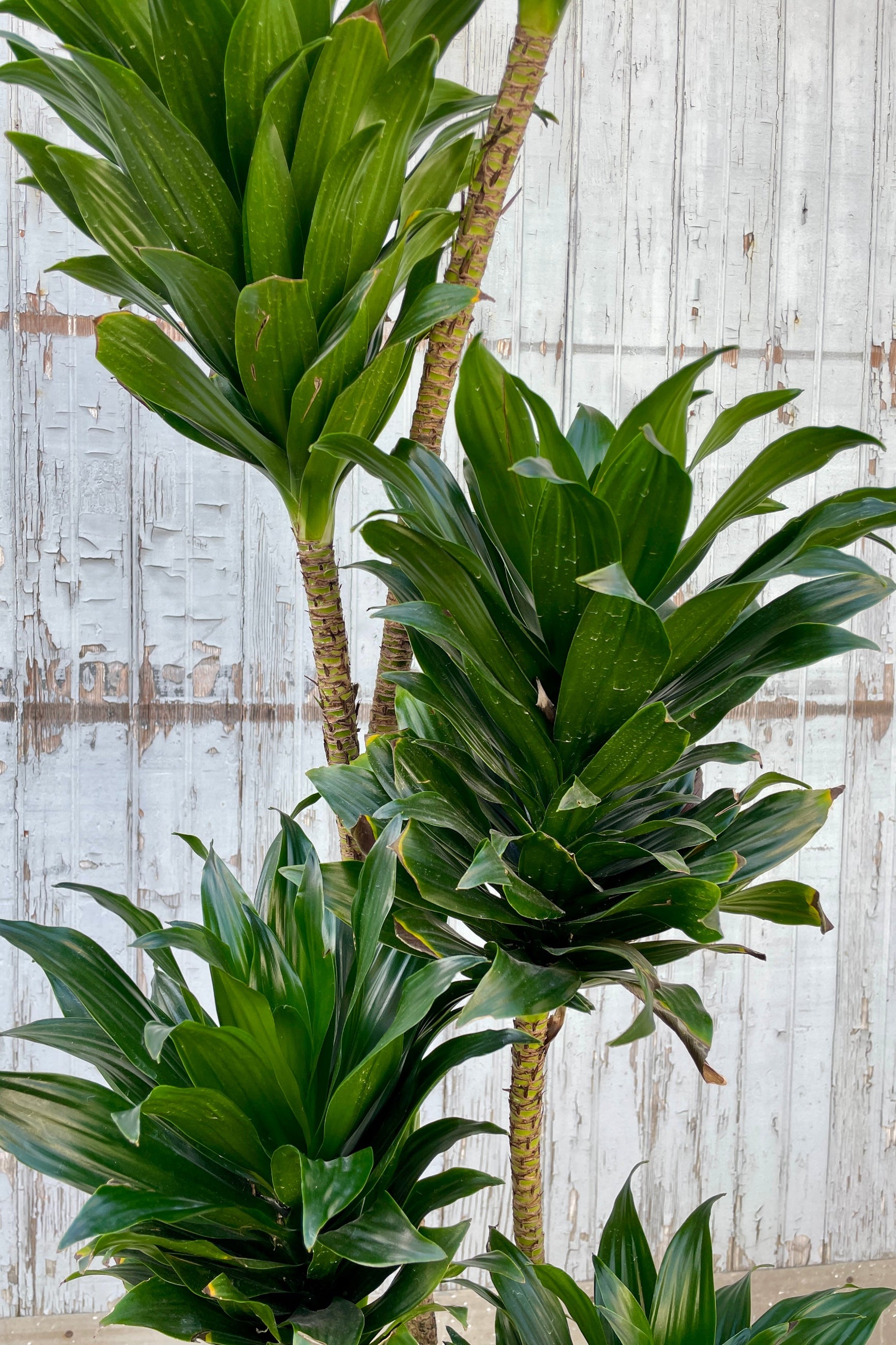 Detail image of the short but strappy leaves of the Ddracaena 'Janet Craig Compacta' at Sprout-home. 