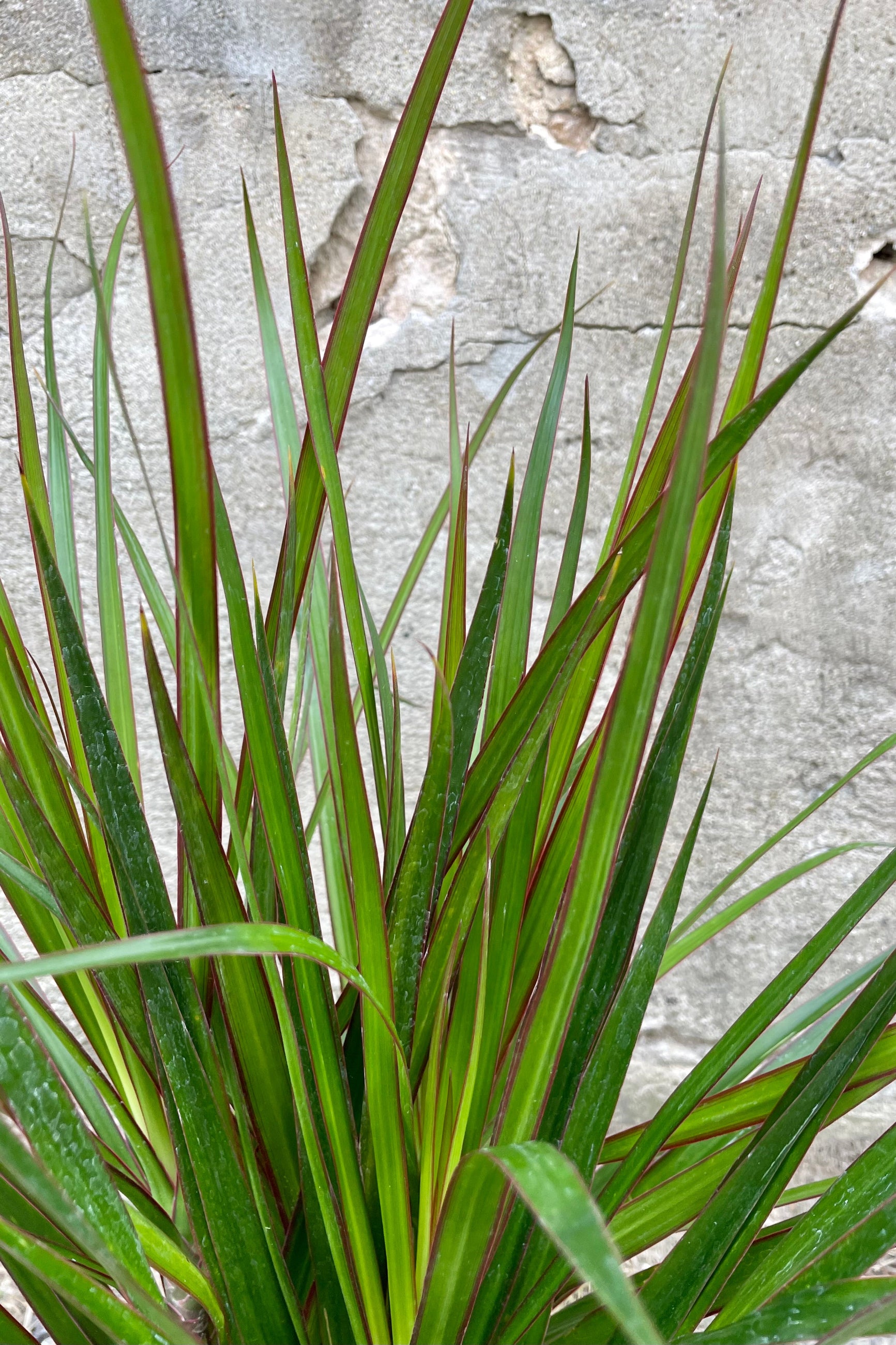 Close photo of narrow green leaves a red margin of Dracaena marginata against a concrete wall.