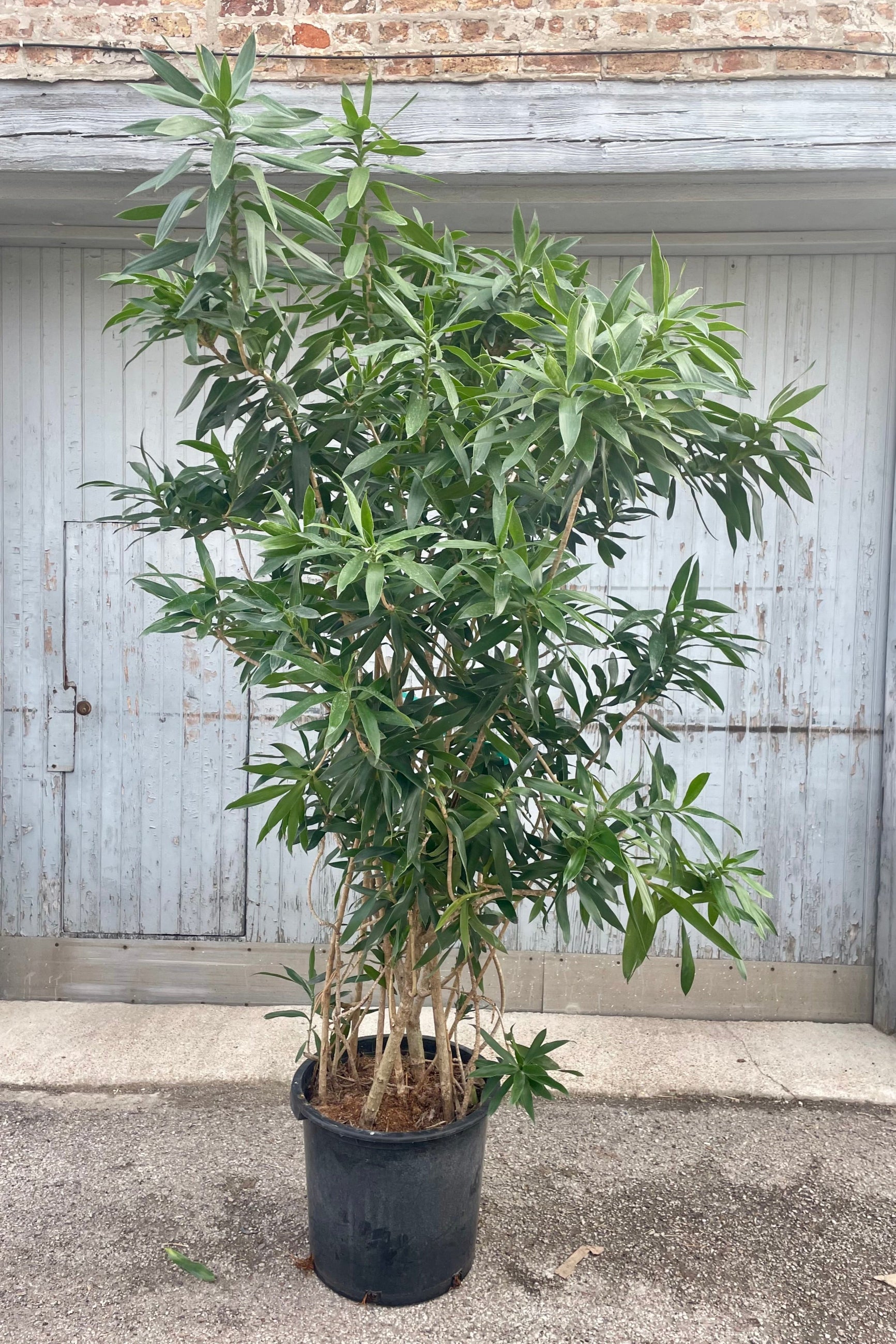 Photo of a plant with dense branches and dense green foliage in a black pot in front of a gray wall. The plant is Dracaena reflexa.