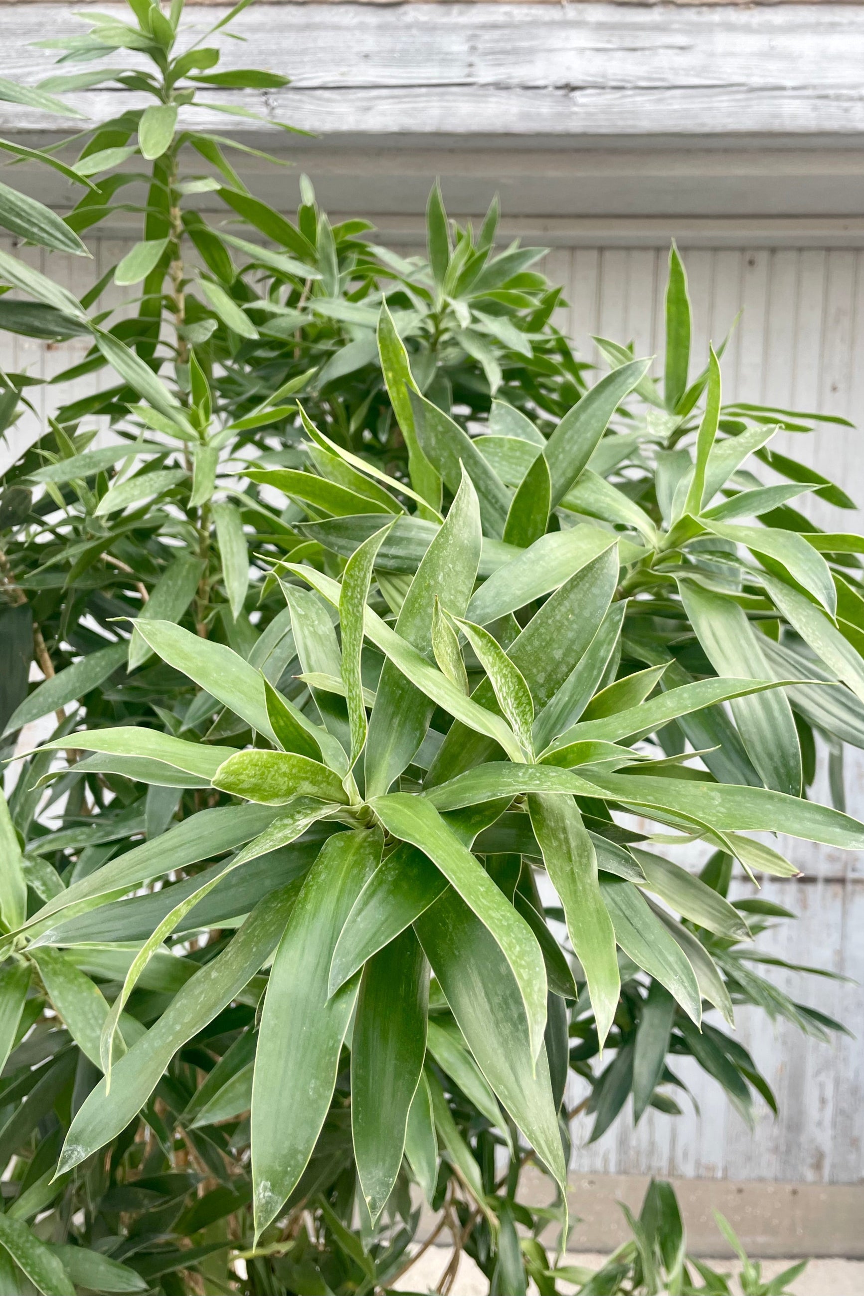Close photo of the narrow deep green leaves of Dracaena reflexa in front of a gray wall.