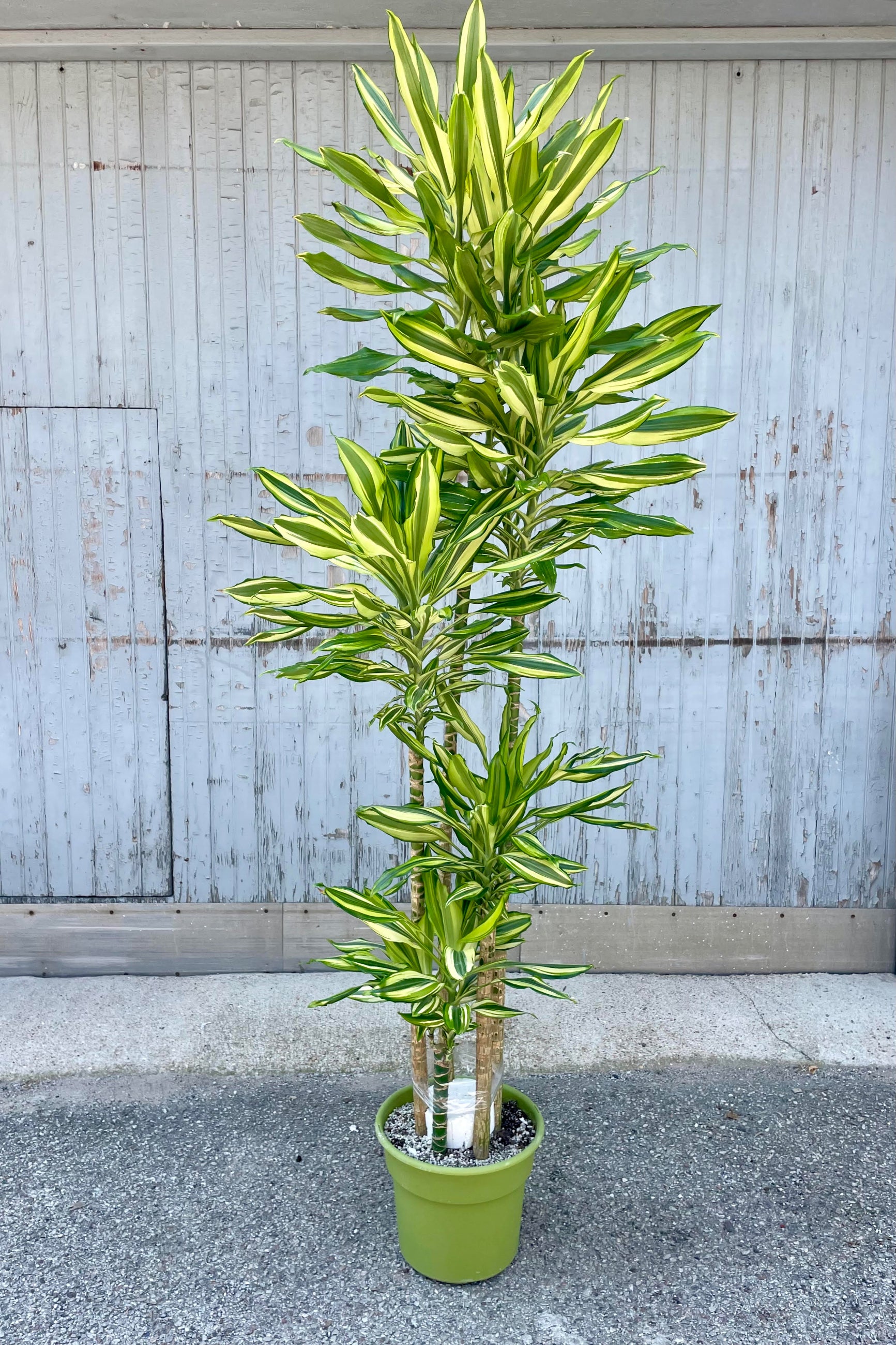 Photo of the vertical stems and long narrow leaves of Dracaena 'Sol.' The plant is shown in a green pot standing in front of a gray wall. The leaves are vibrant yellow and green.
