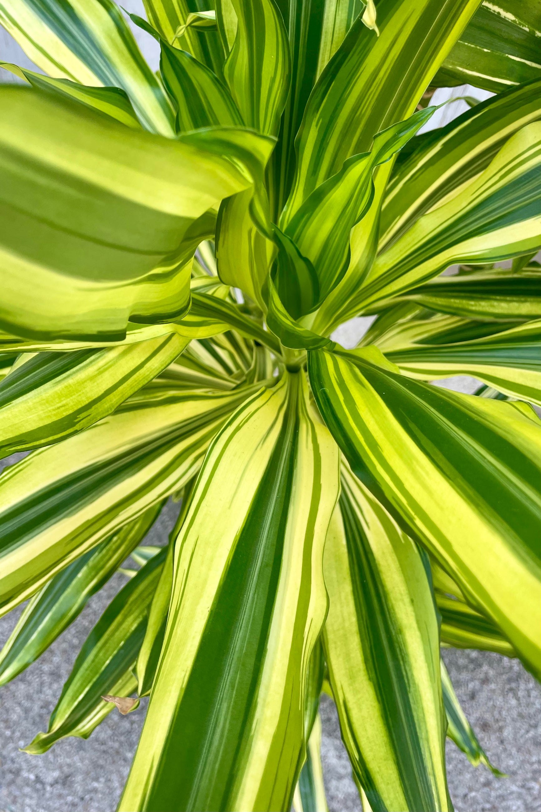 Close photo of the vibrantly striped yellow and green leaves of Dracaena 'Sol' plant. The plant is shown against a gray wall.