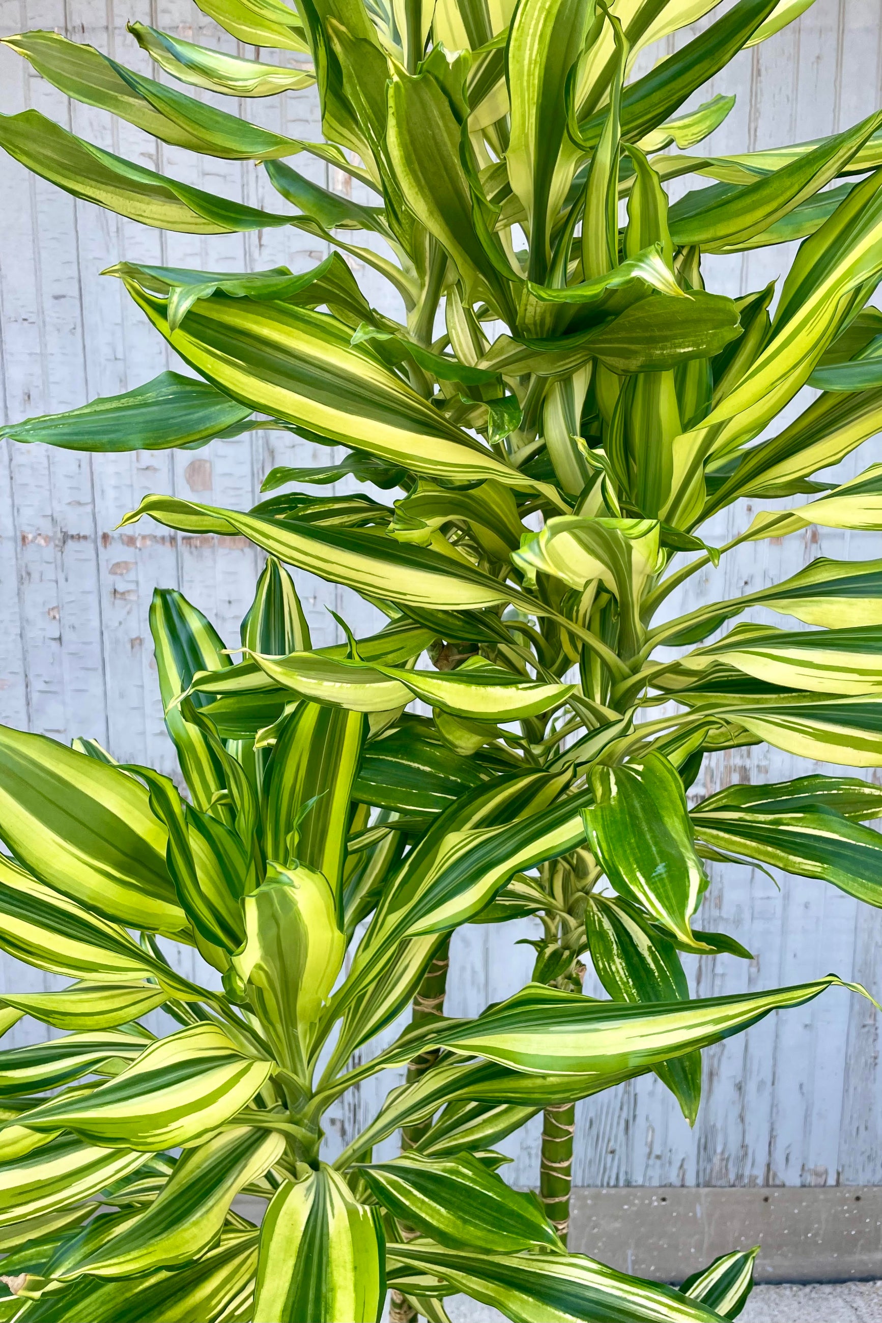 Close photo of the vibrantly striped yellow and green leaves of Dracaena 'Sol' plant. The plant is shown against a gray wall.