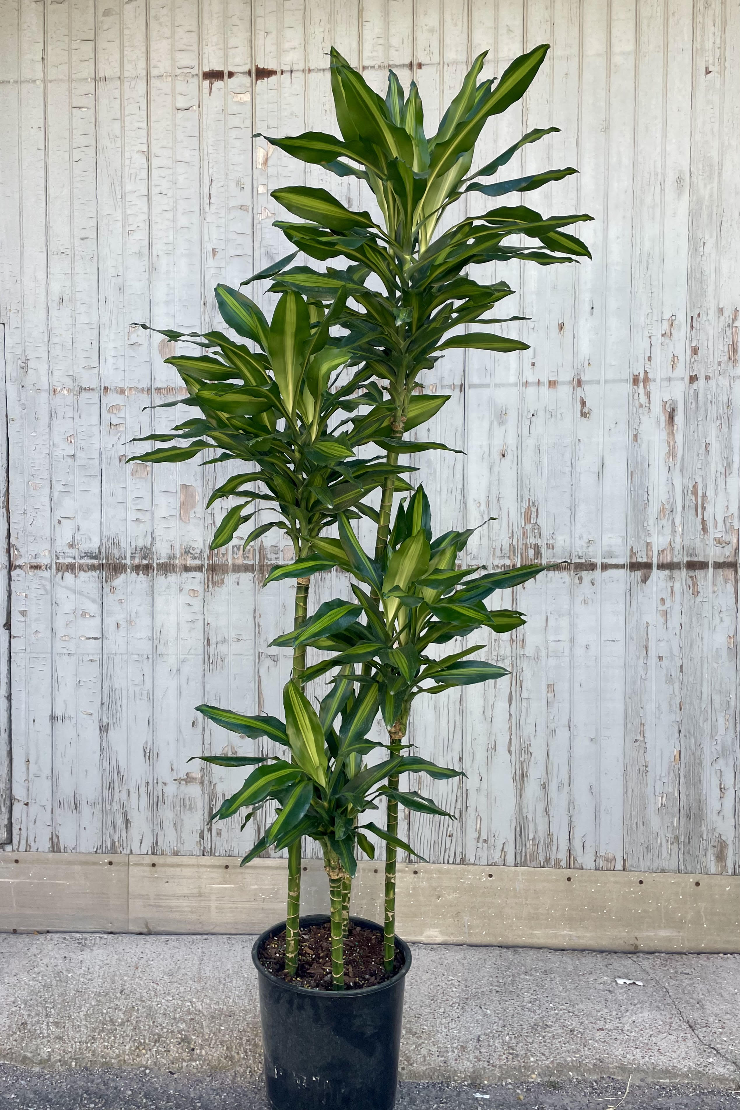 Photo of a plant with staggered heights of foliage in a black pot against a gray wall. The exposed stems are topped with long narrow leaves which are green striped with yellow. It is a 'Cintho' Dracaena.