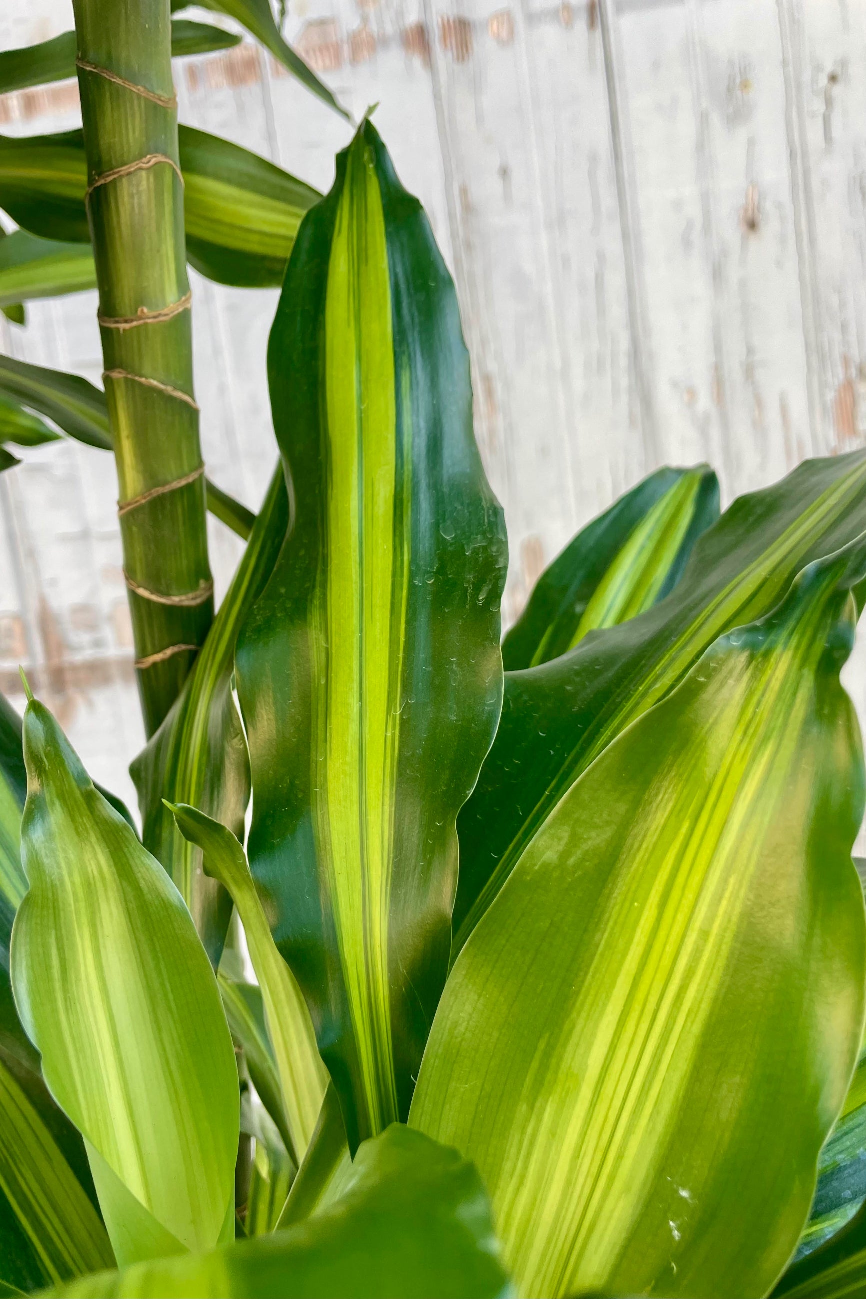 A close photo of narrow green leaves with a yellow central stripe.