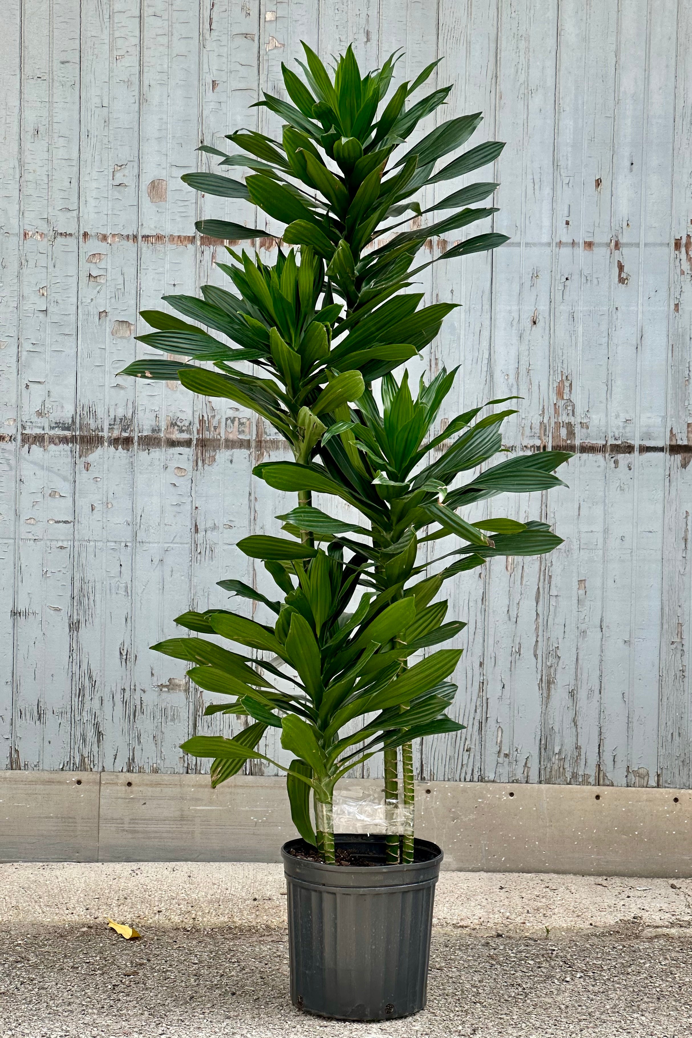 Dracaena 'Green Jewel' staggered cane in a 10" growers pot at Sprout-home with its thick green leaves. 