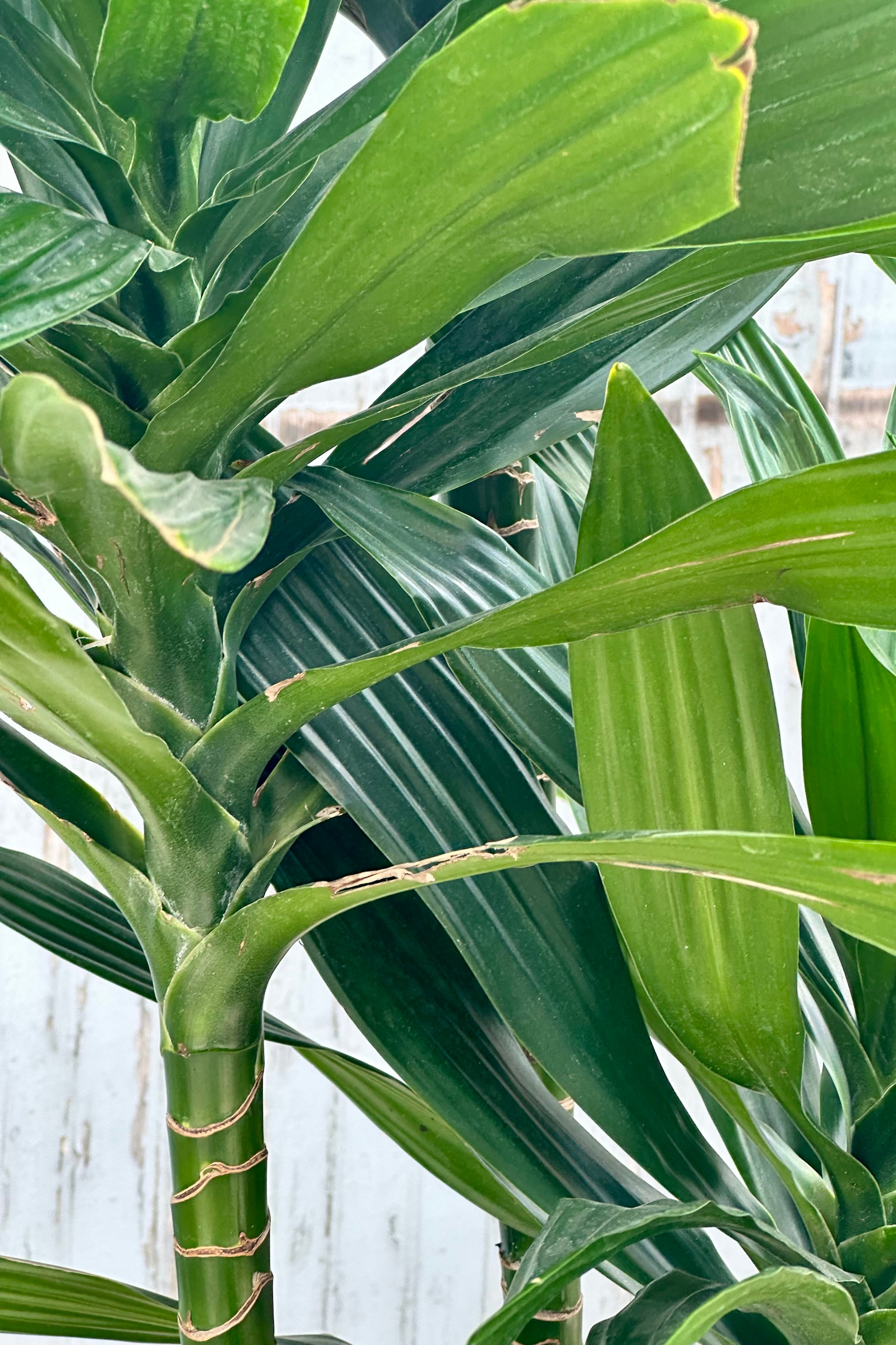 detail image of the green stalk and thick dark green leaves of the Dracaena 'Green Jewel' staggered cane at Sprout-home. 