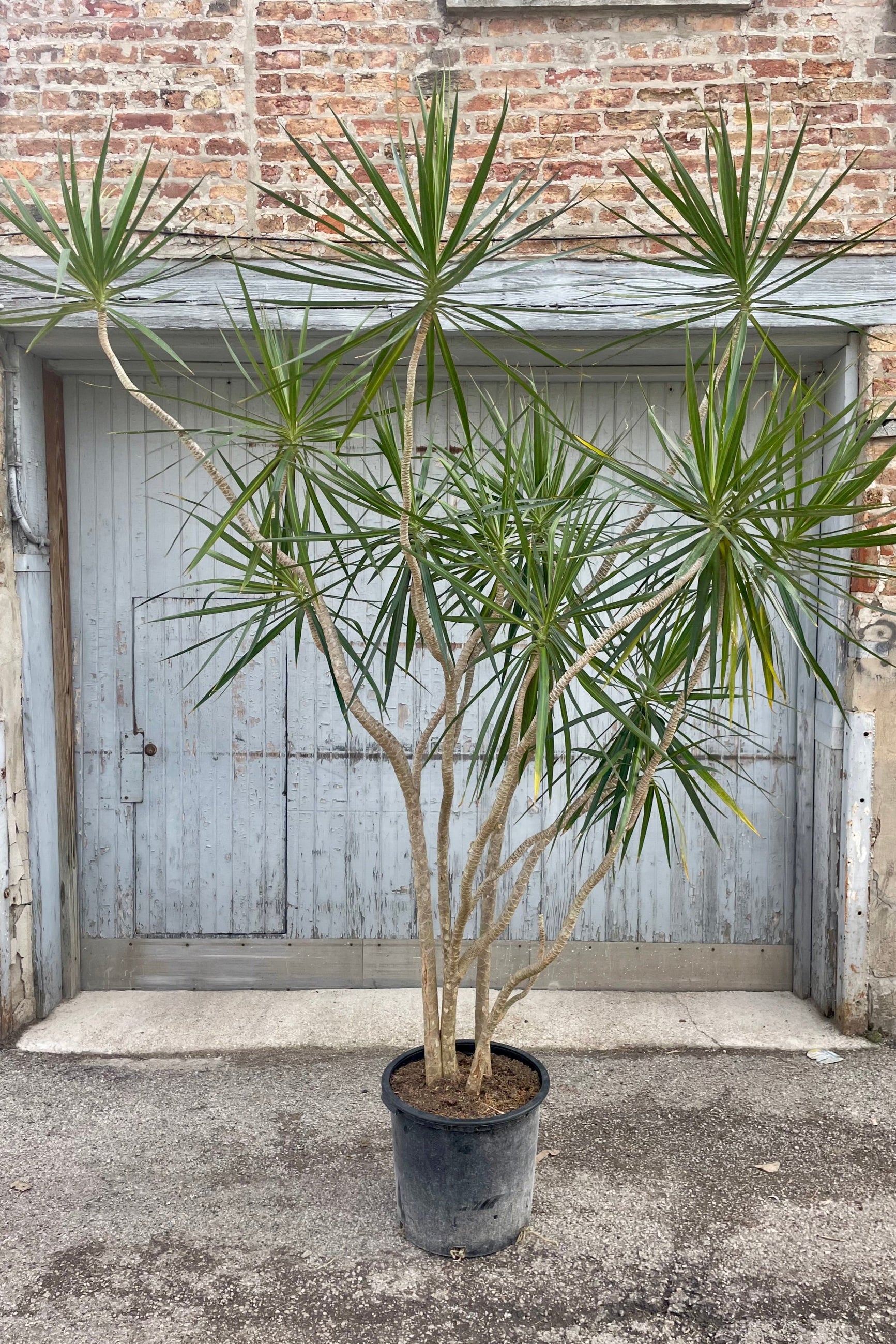 Photo of a specimen Dracaena marginata dragontree houseplant in a black pot in front of a brick and gray wall.