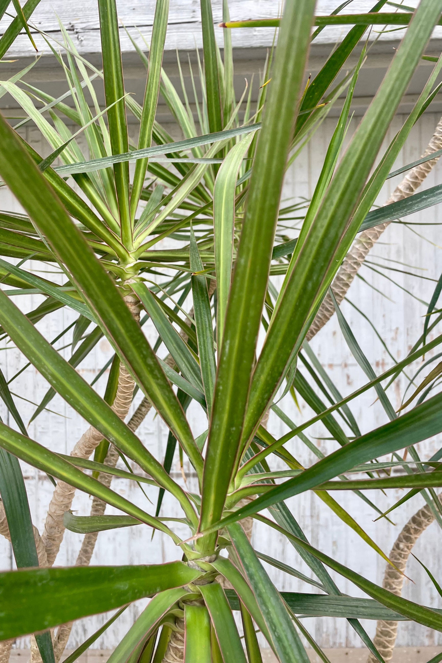 Close photo of narrow green leaves and plant branches in front of a gray wall. They belong to Dracaena marginata or a dragontree houseplant.