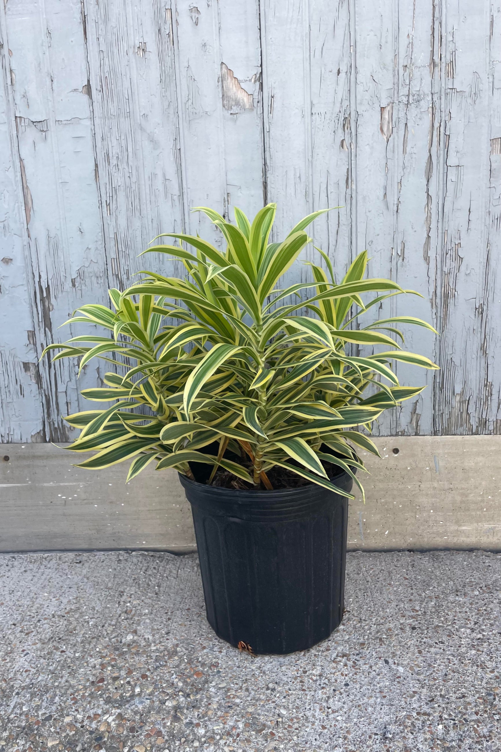 Photo of a plant with green and yellow striped leaves in a black pot against a gray wall.