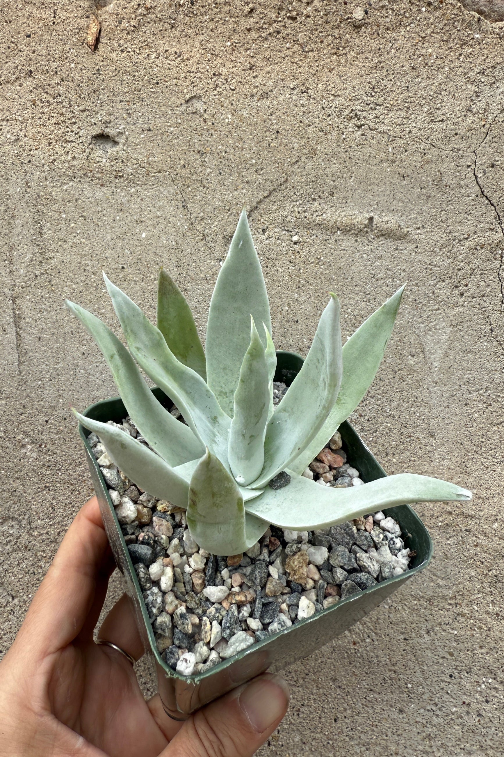 Dudleya thick blue green leaves up close ©Sprout Home