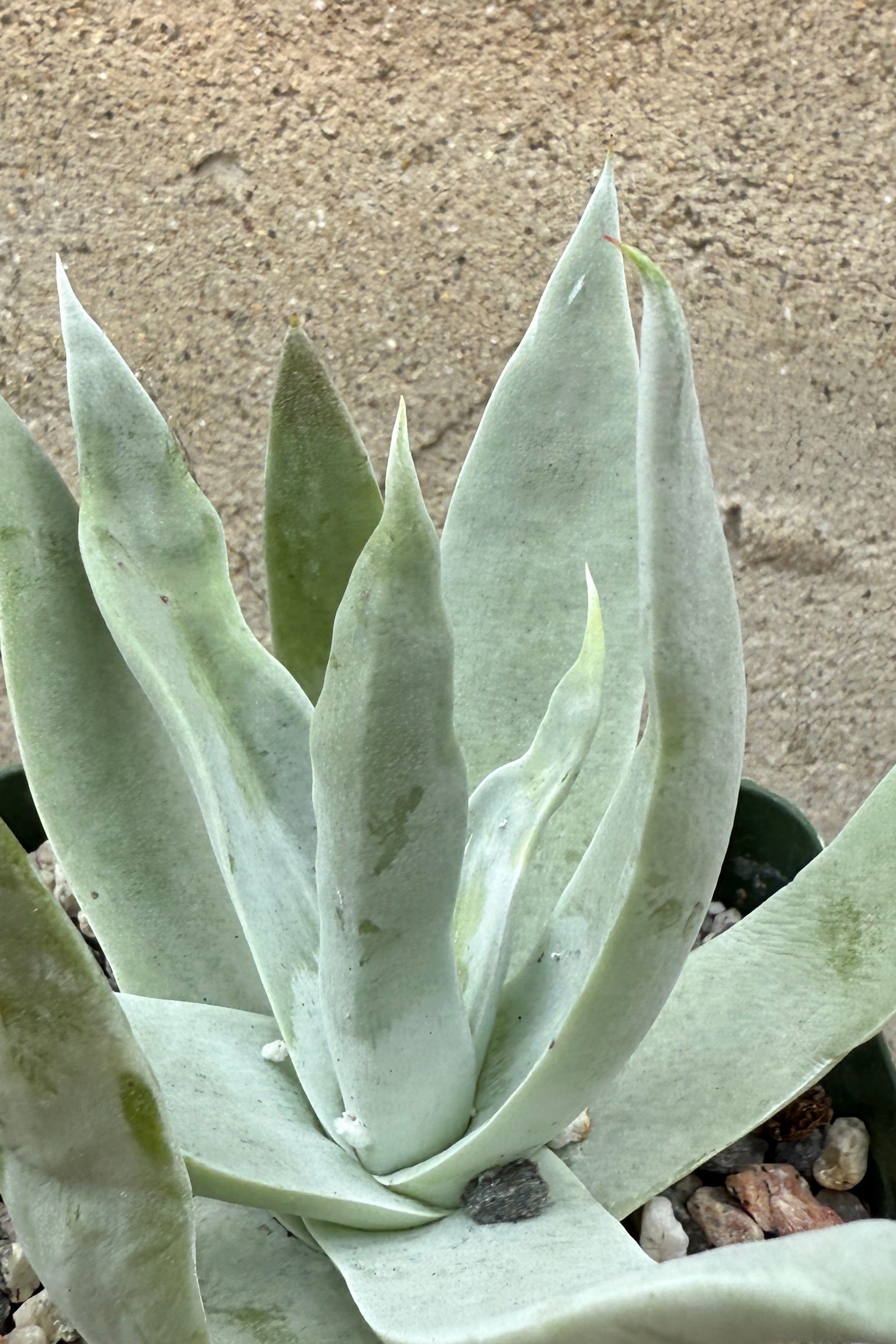 Dudleya thick blue green leaves up close ©Sprout Home
