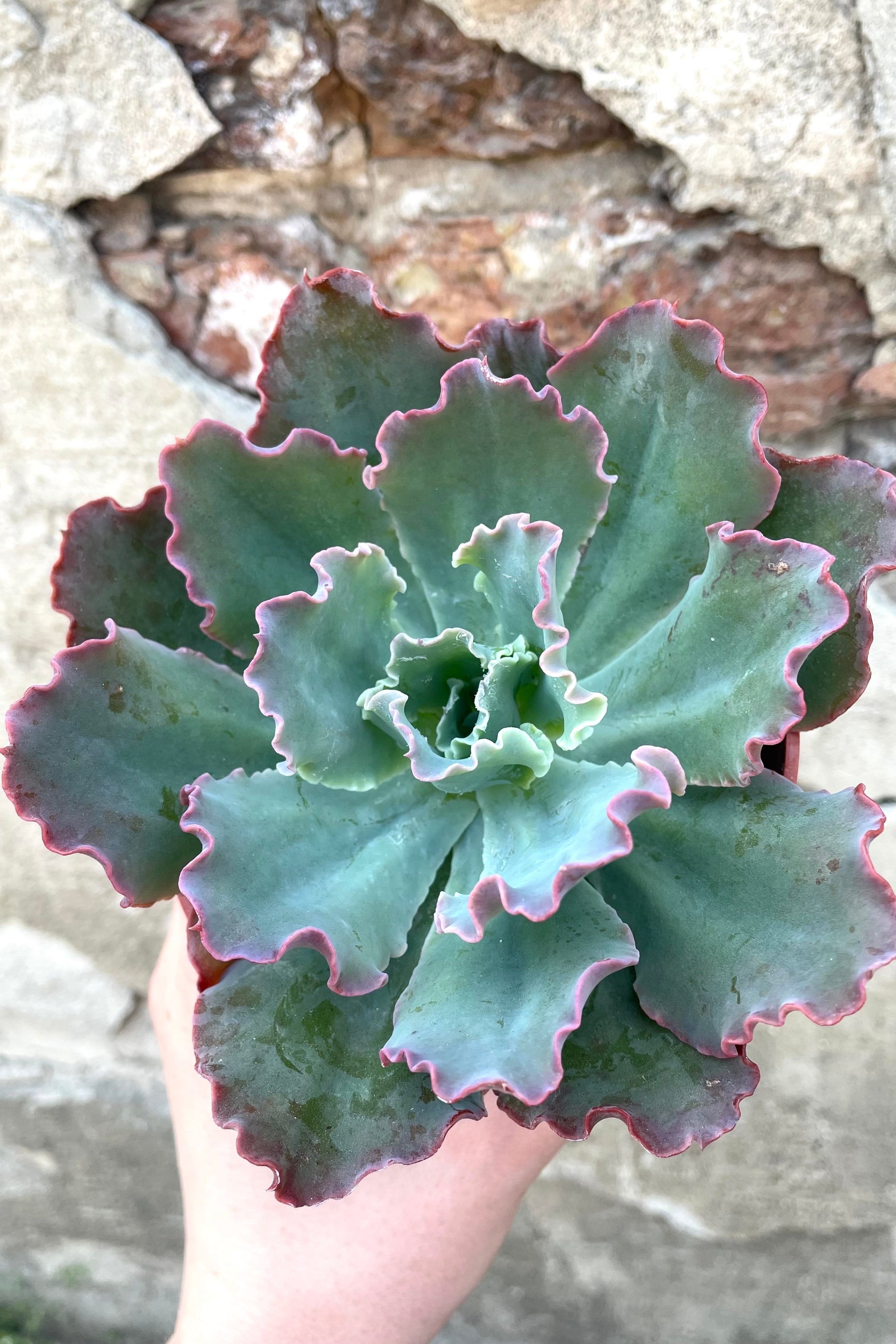 A hand holds a variation of Echeveria 4" against concrete backdrop