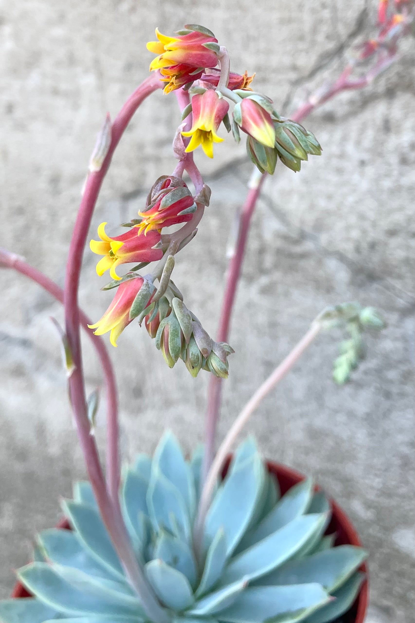 A detailed view of one variation of Echeveria 4" flowering against concrete backdrop