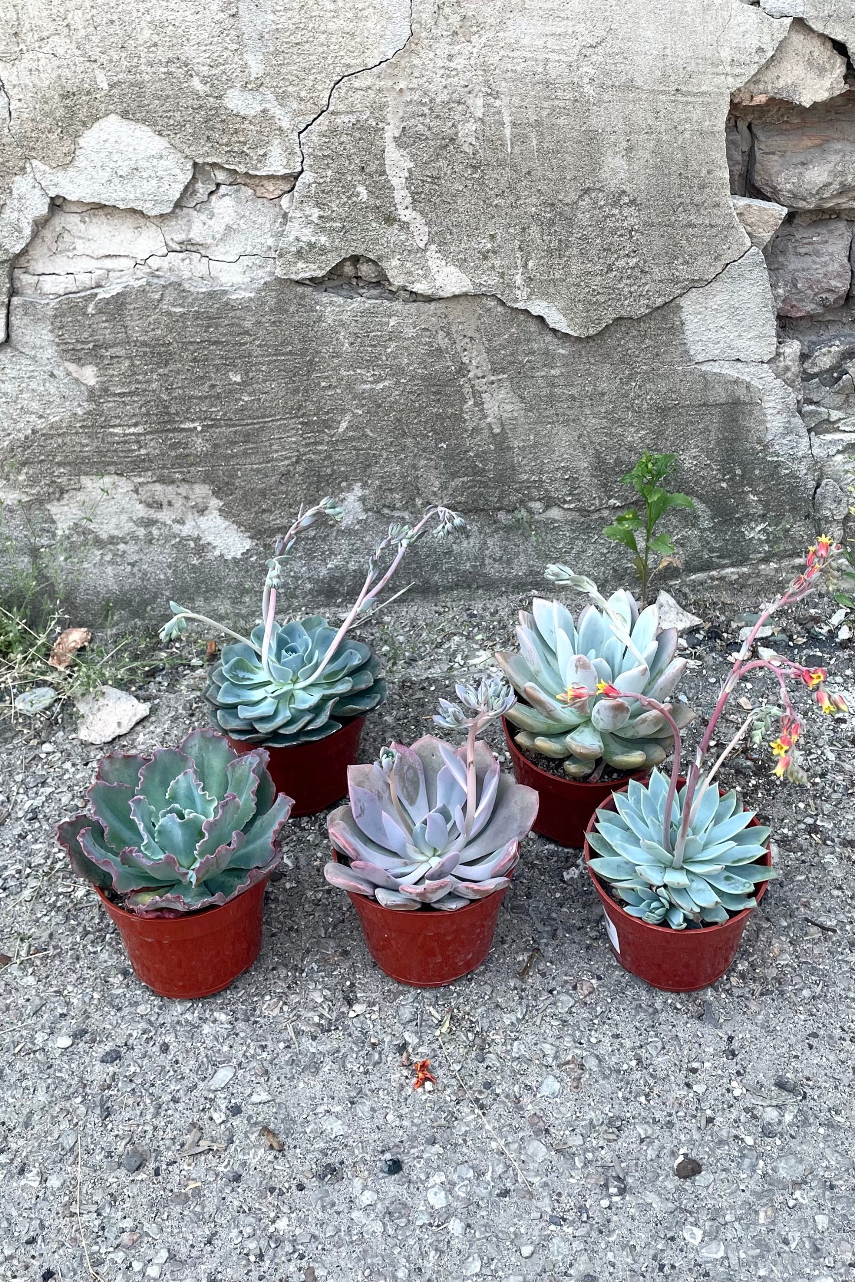 A full view of the variations of Echeveria 4" in grow pots against concrete backdrop