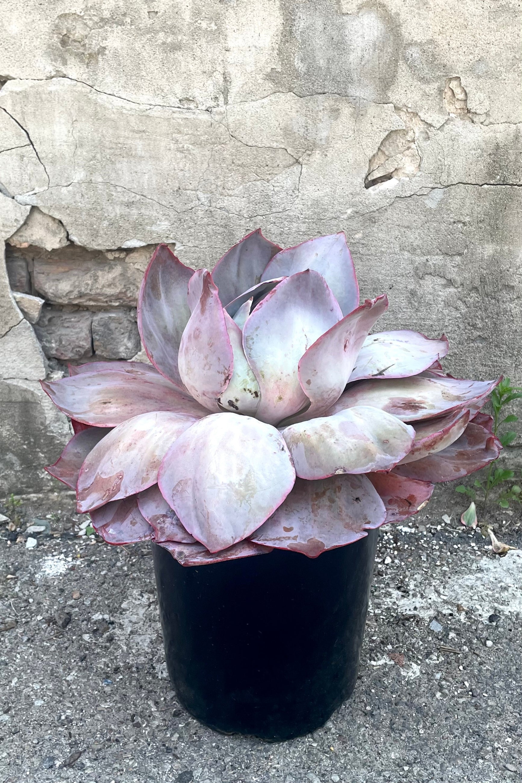 A full view of Echeveria #5 variation in gallon pot against concrete backdrop