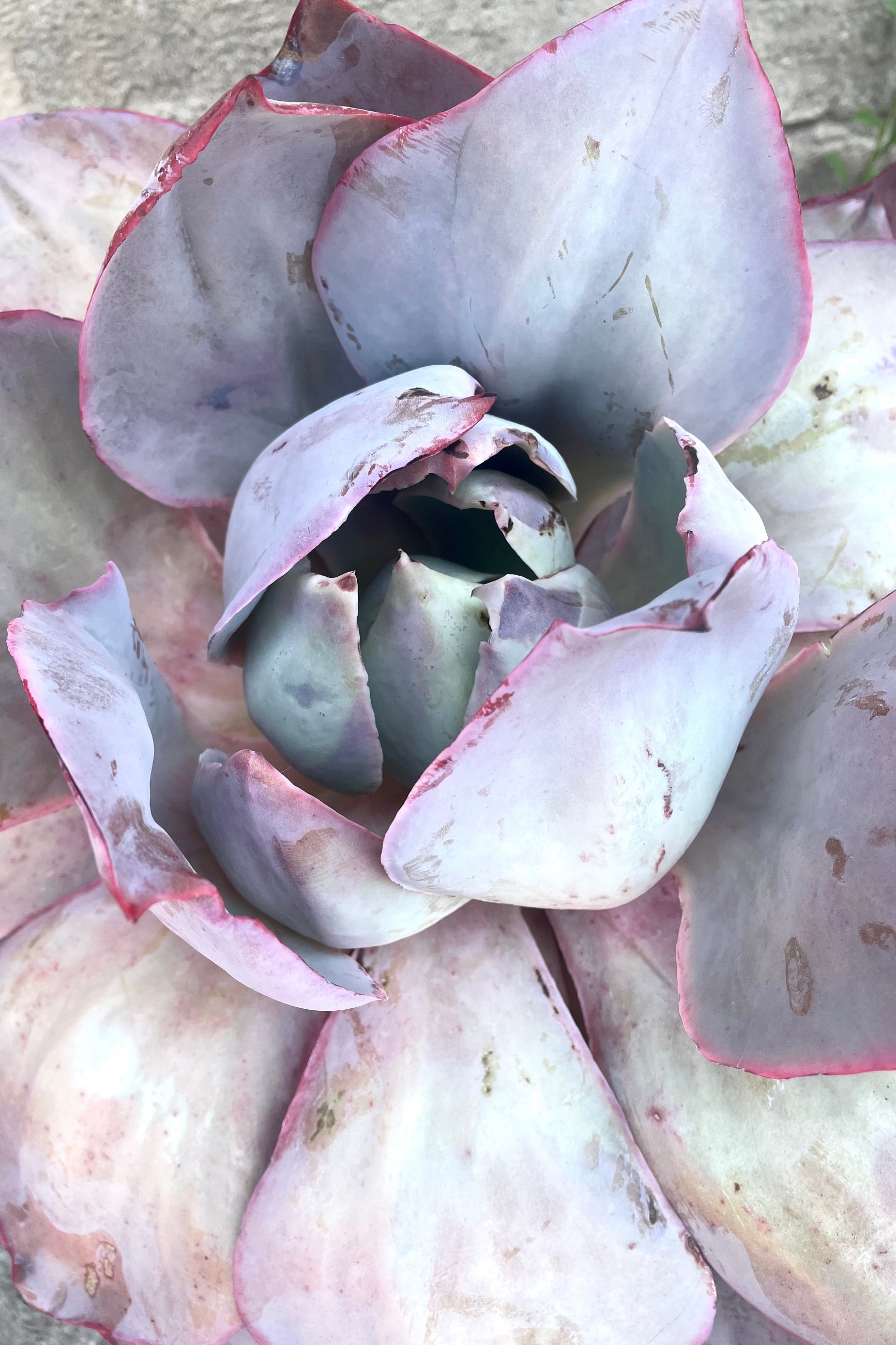A detailed view of one variation of Echeveria #5 against concrete backdrop