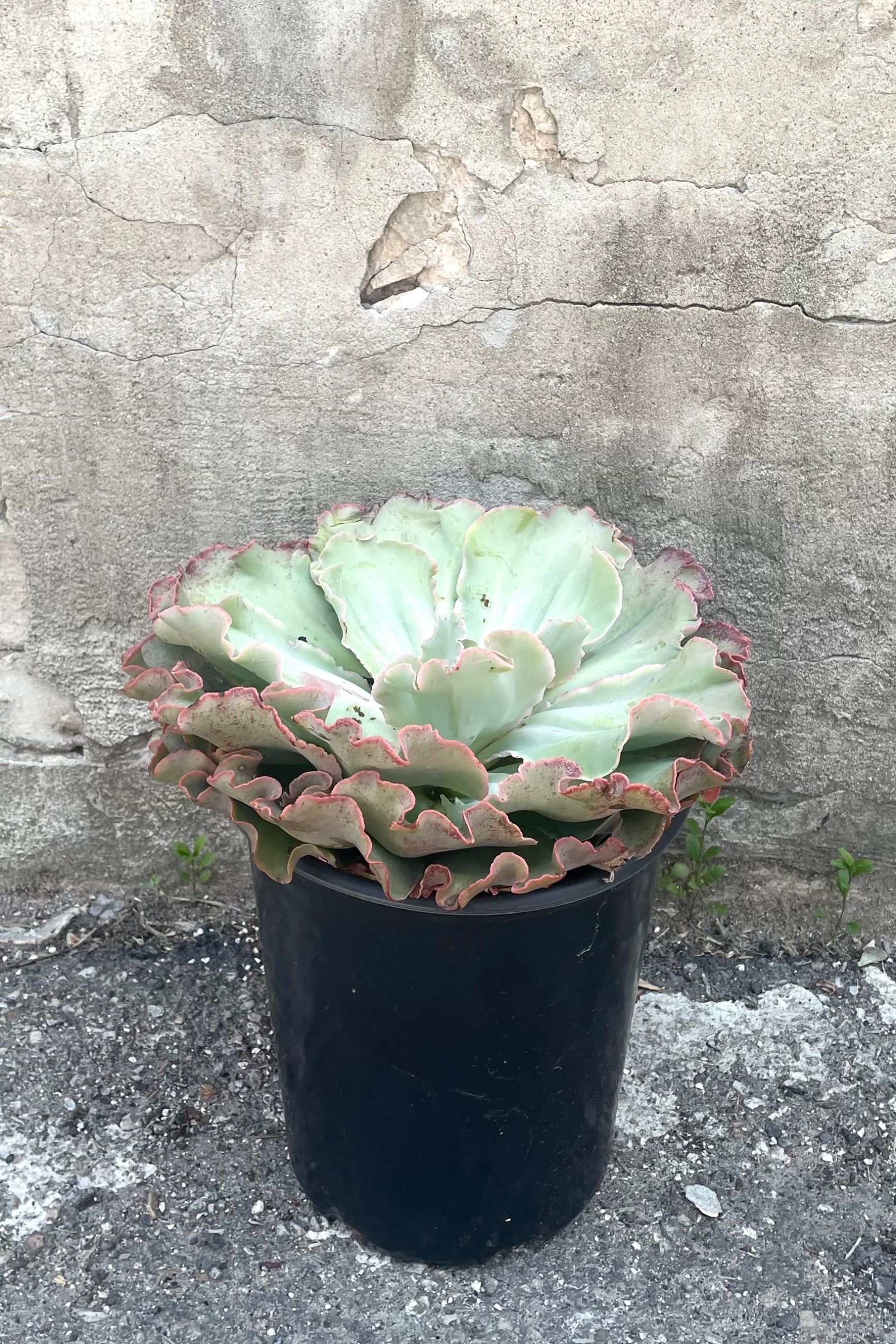 A variation of Echeveria #5 in gallon pot against concrete backdrop