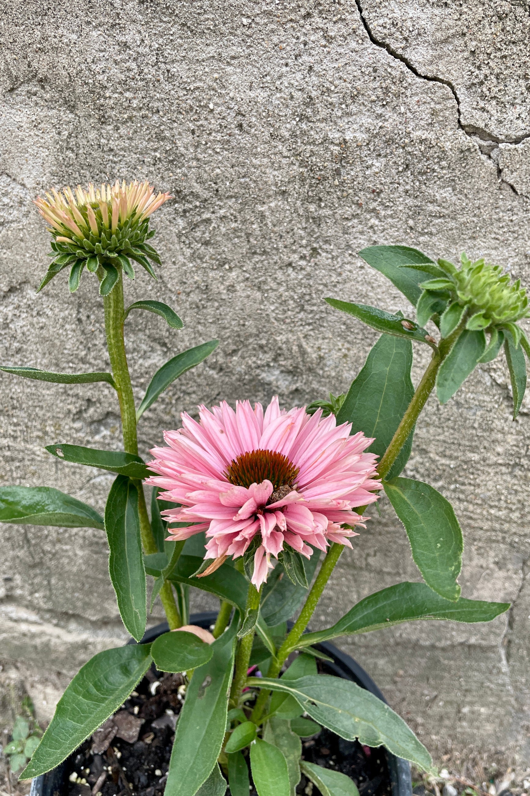The pink blooms and buds of Echinacea 'Sunseekers Salmon' the end of July up close. ©Sprout Home