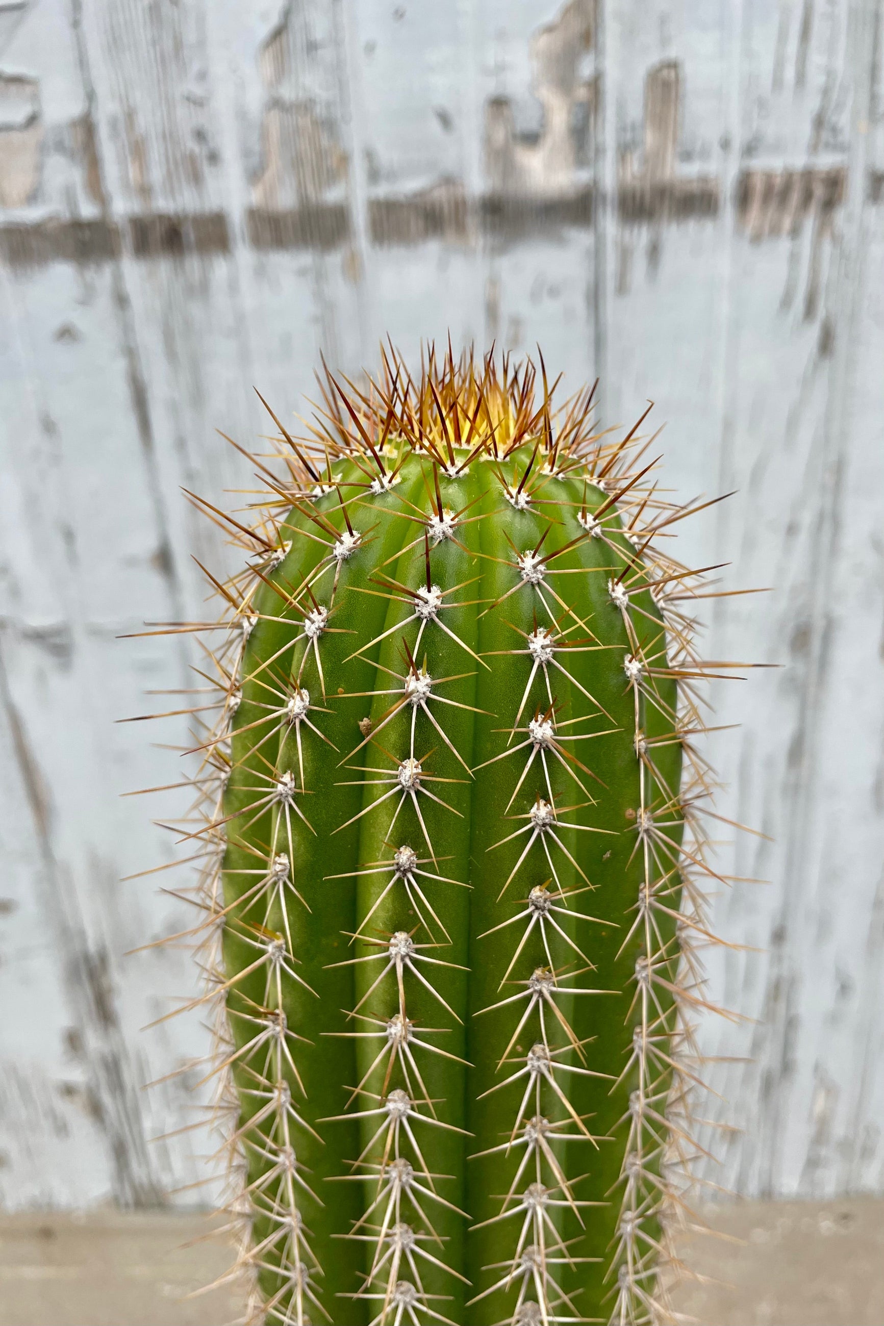 Close photo of Echinopsis spachiana "golden torch" cactus in a black pot against a gray wooden wall.