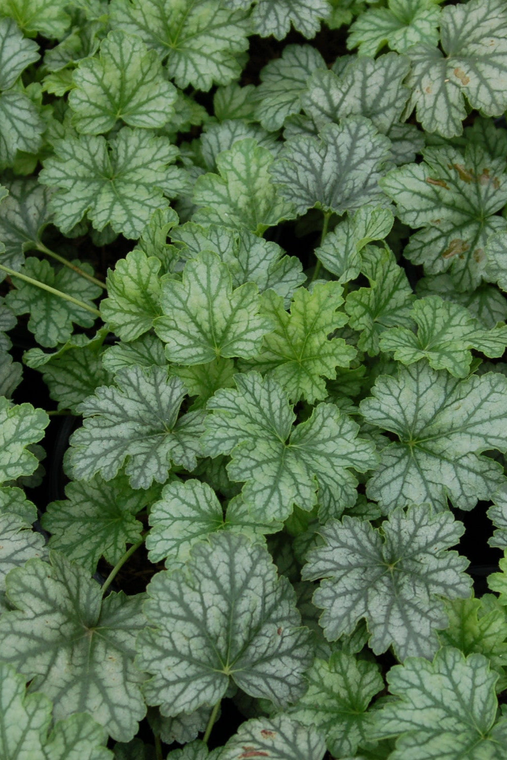 Heuchera 'Paris' up close showing the sliver cast green leaves 