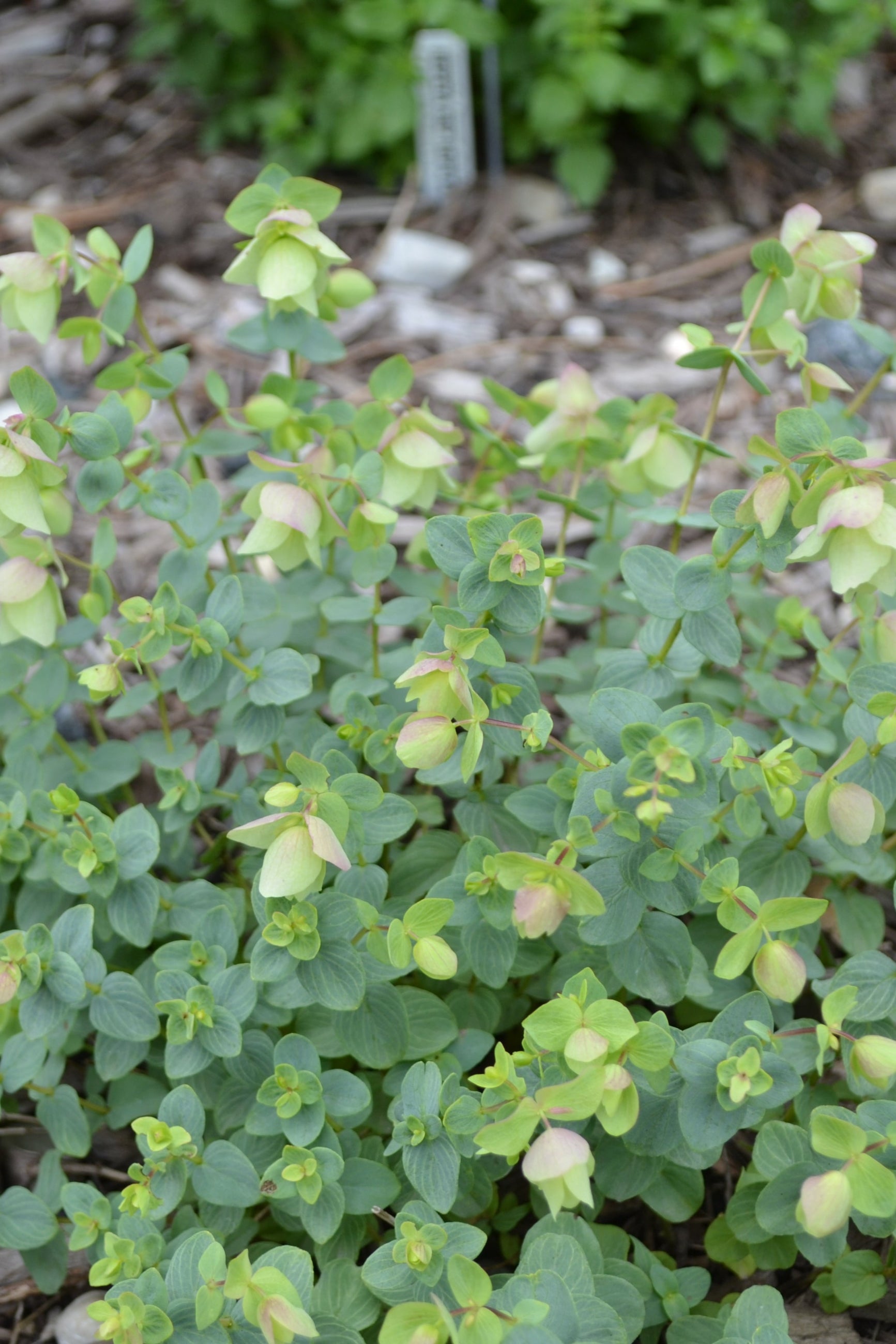 Kent Beauty Oregano planted in the landscape ©Elite Growers
