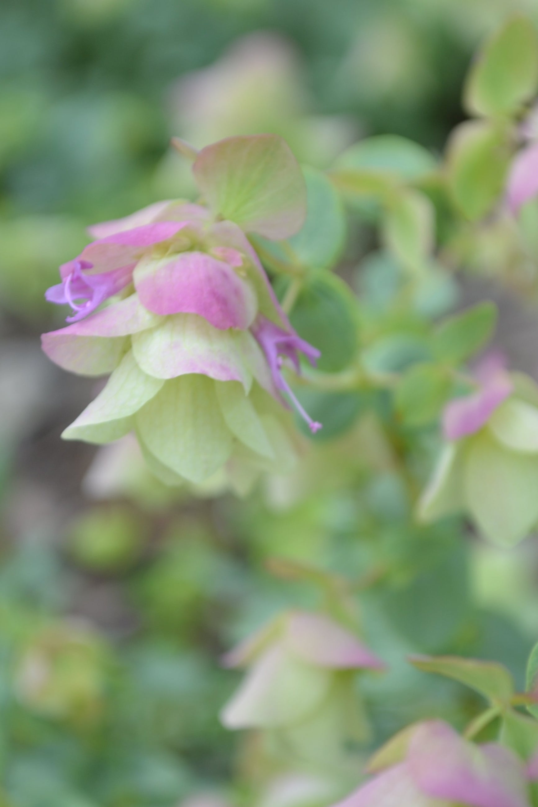 Kent Beauty Oregano up close showing the delicate looking purple flowers.©Elite Growers