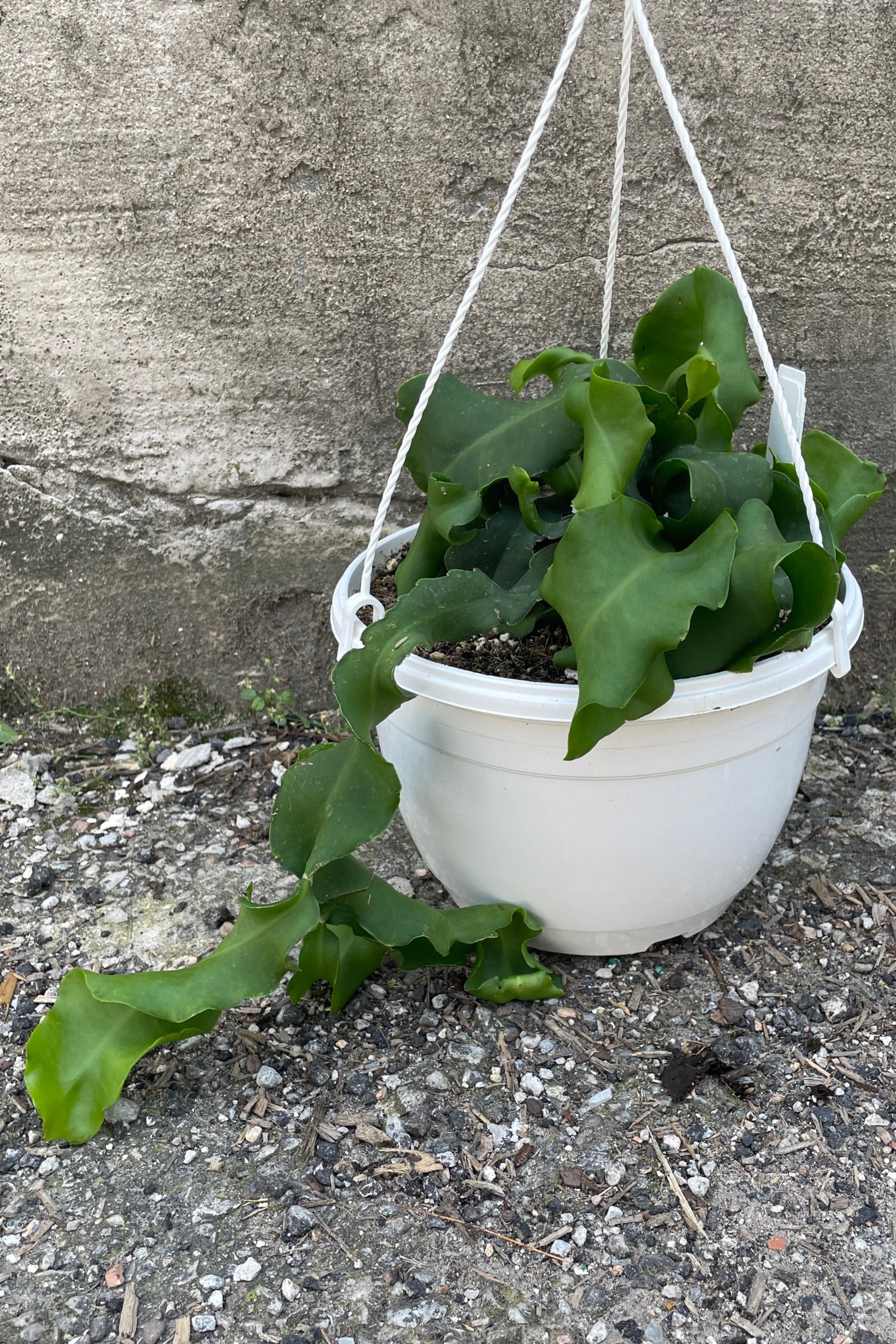 Epiphyllum 'Monstrose' in an 8" growers pot sitting on the concrete ground. 