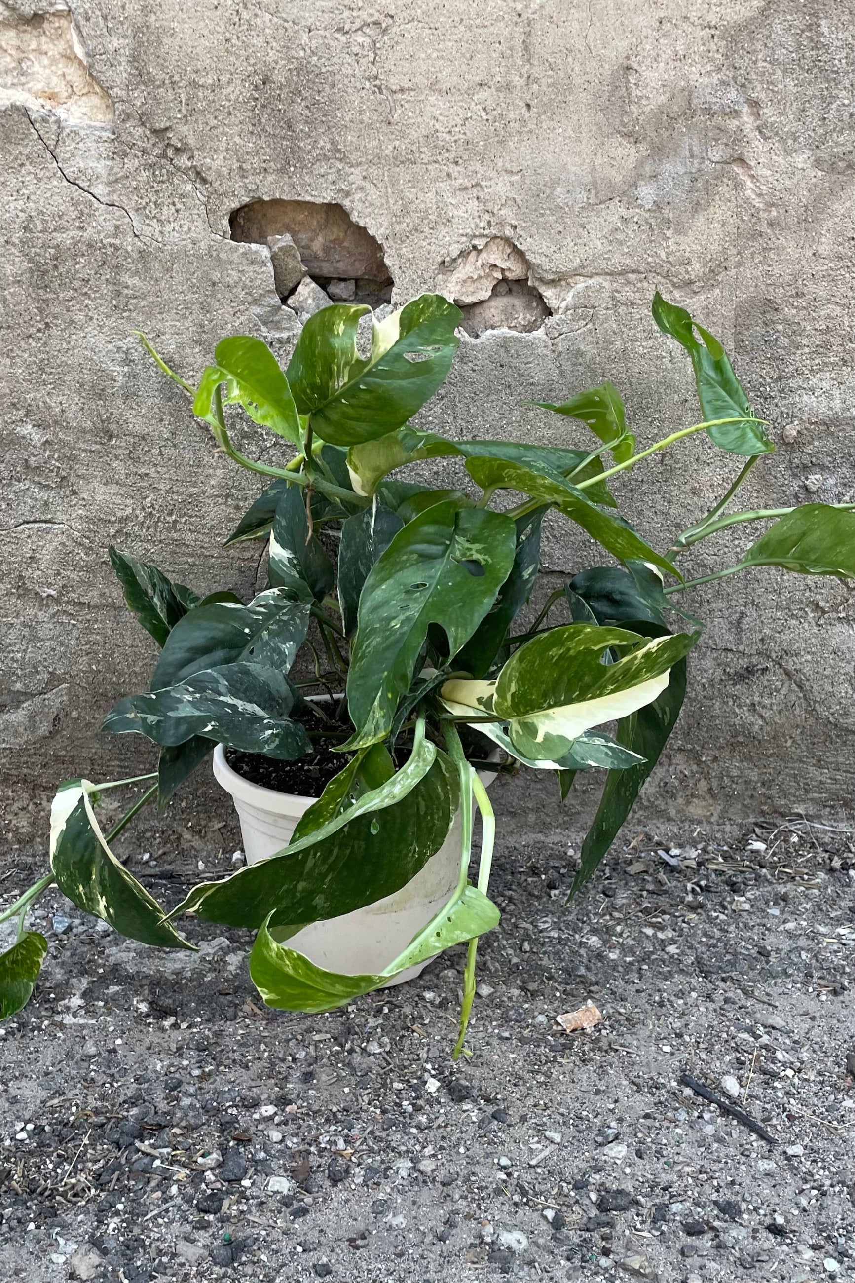 Epipremnum 'Albo' in a 6" growers pot showing off its white and green variegated leaves. 