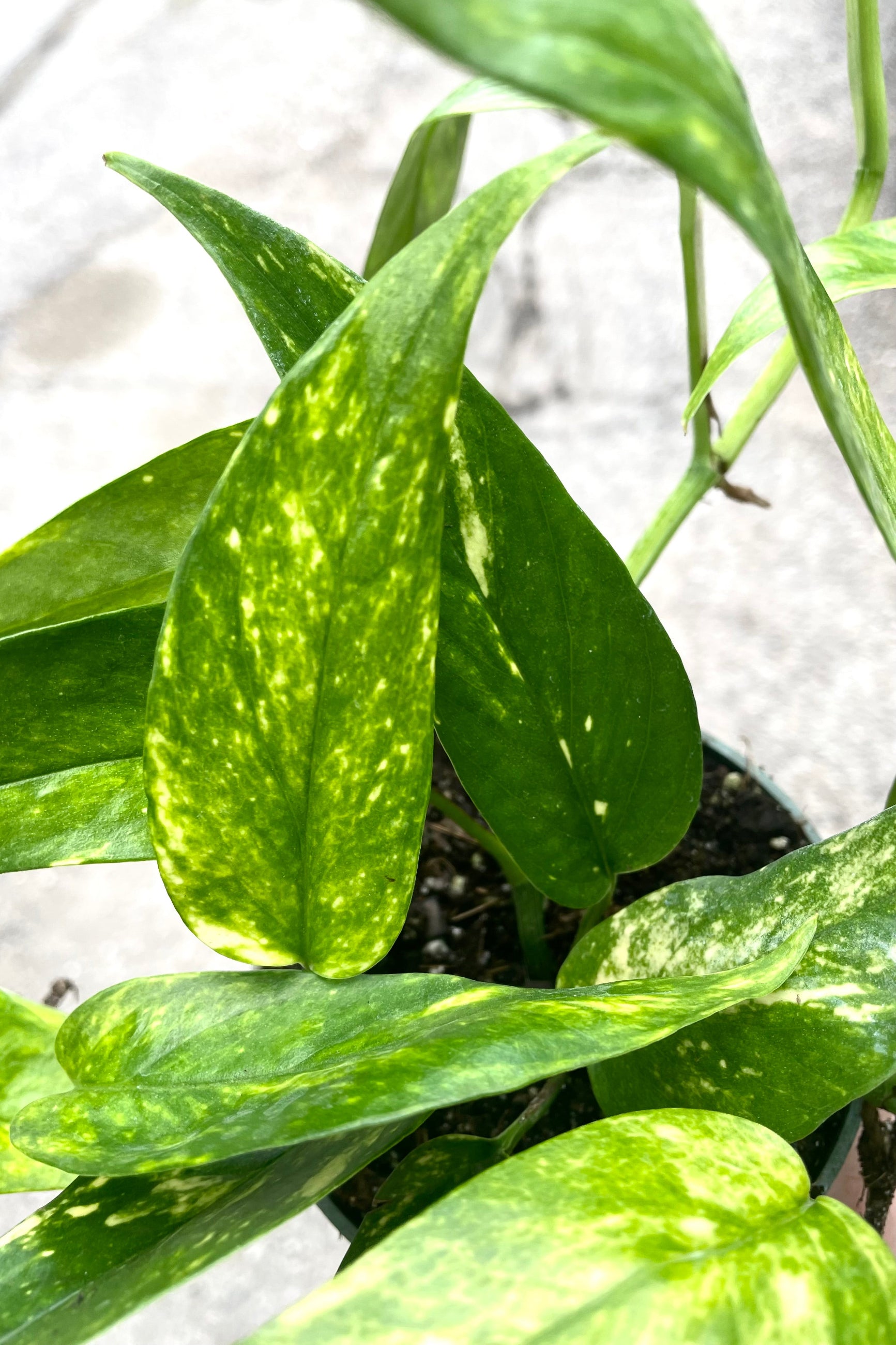 A detailed view of Epipremnum pinnatum 'Neon' 4" against concrete backdrop