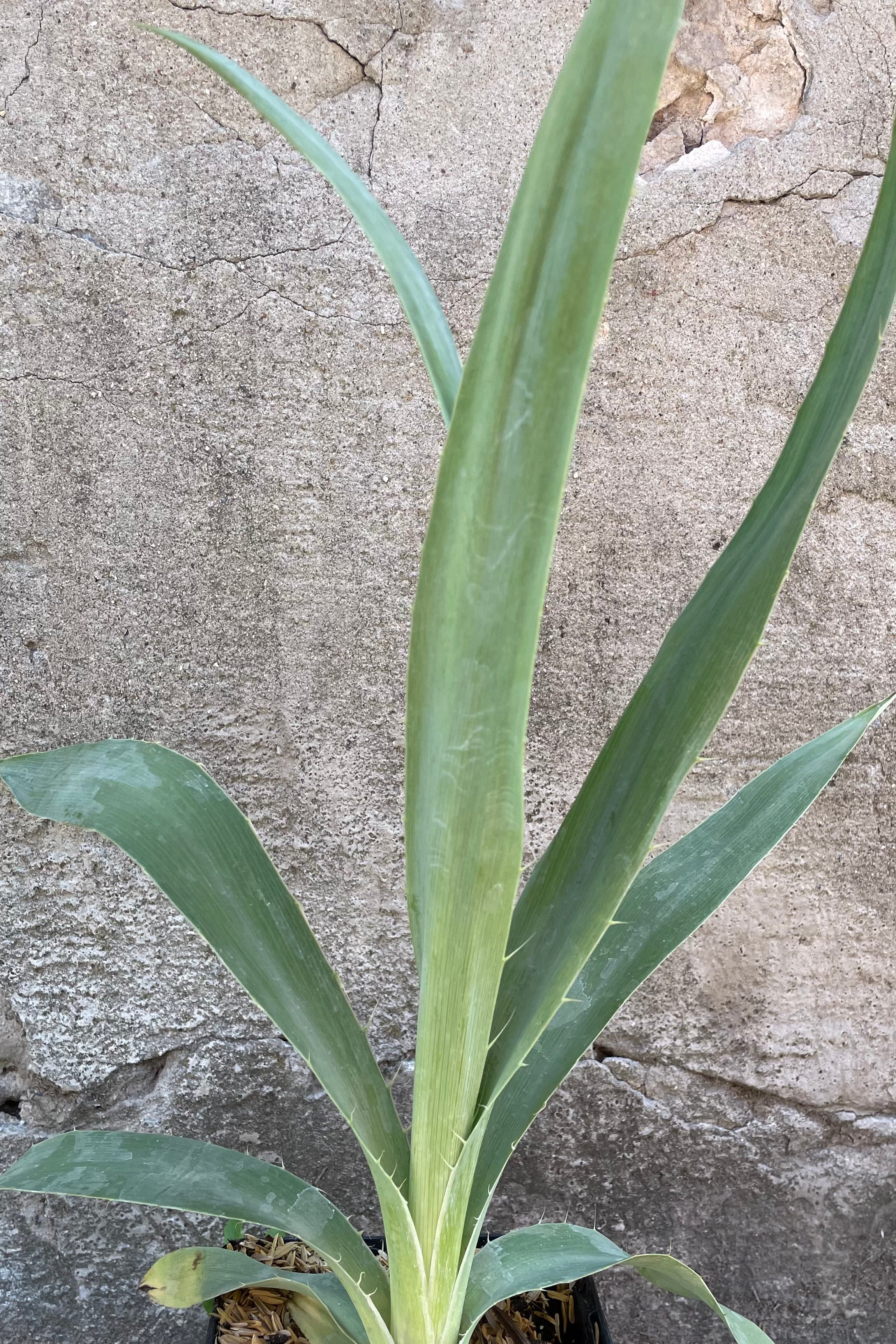 Detail of the sleek blue green leaves of the Eryngium yucifolium the beginning of June before flowering.